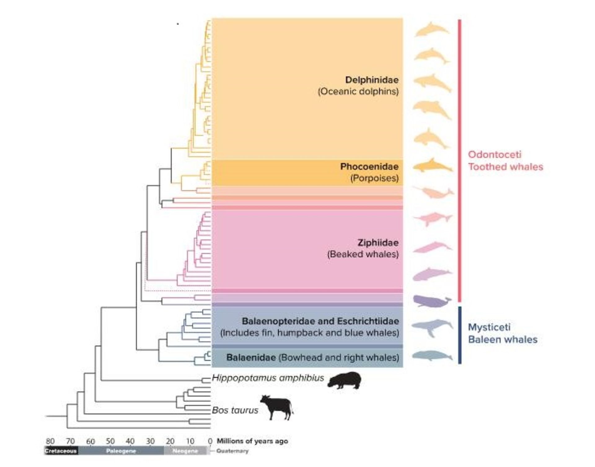 تبارهای آب‌بازسانان / cetaceans lineages