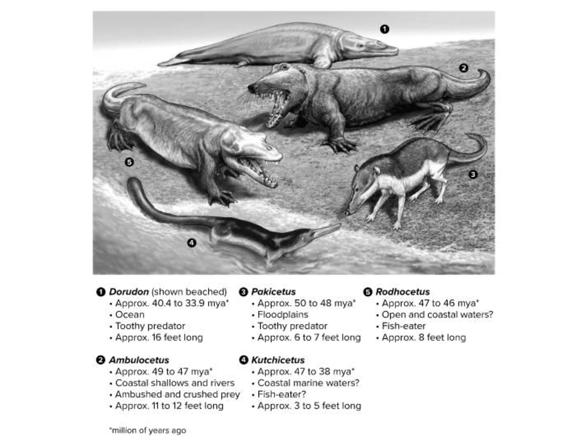  آب‌ بازسانان اولیه / early cetaceans