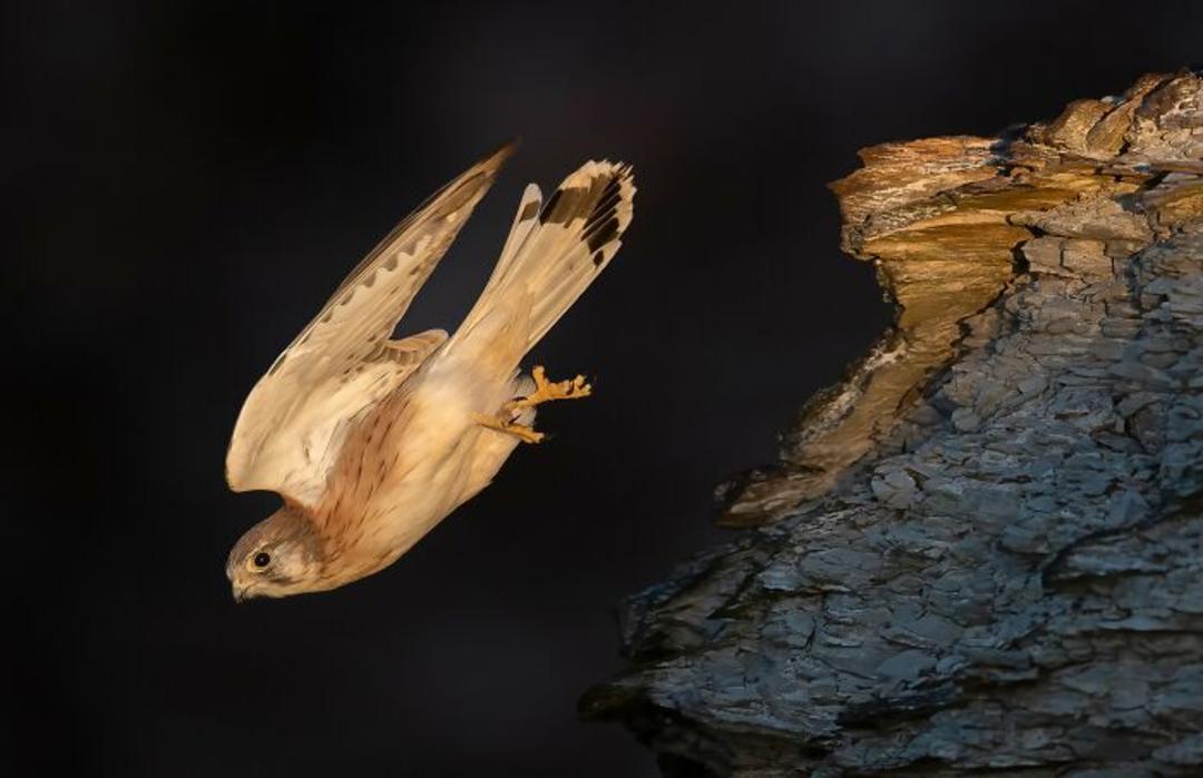 برندگان مسابقه عکاسی Birdlife استرالیا سال ۲۰۲۲