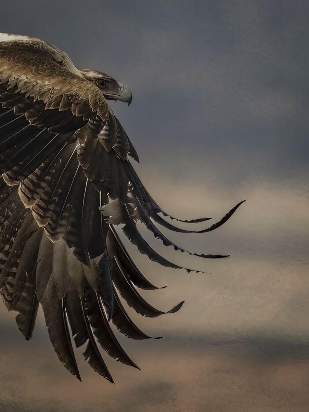 برندگان مسابقه عکاسی Birdlife استرالیا سال ۲۰۲۲
