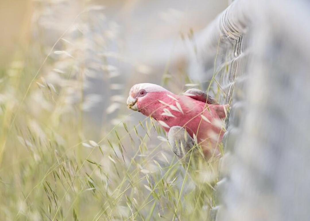 برندگان مسابقه عکاسی Birdlife استرالیا سال ۲۰۲۲