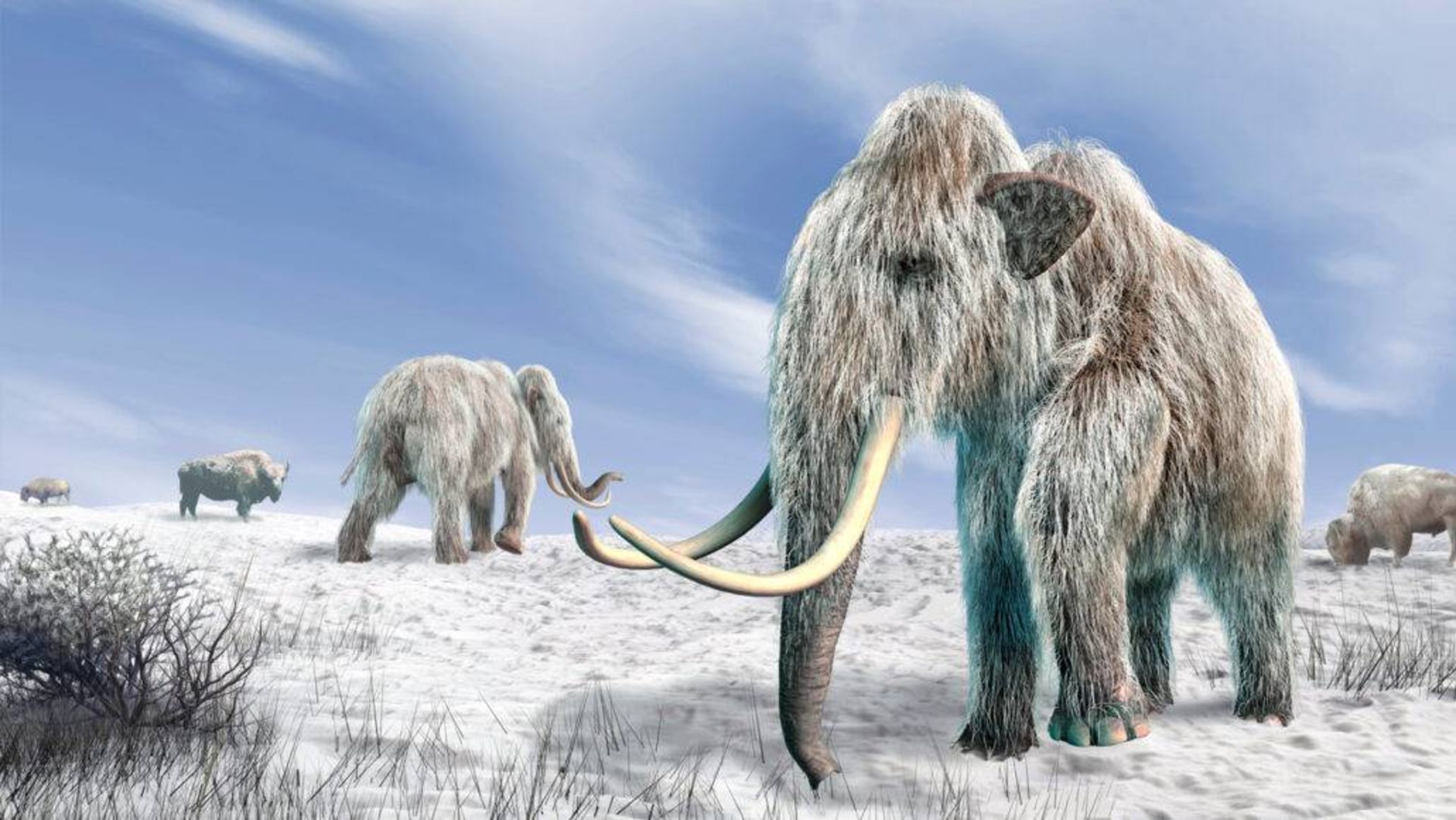 ماموت های پشمالو / mammoth