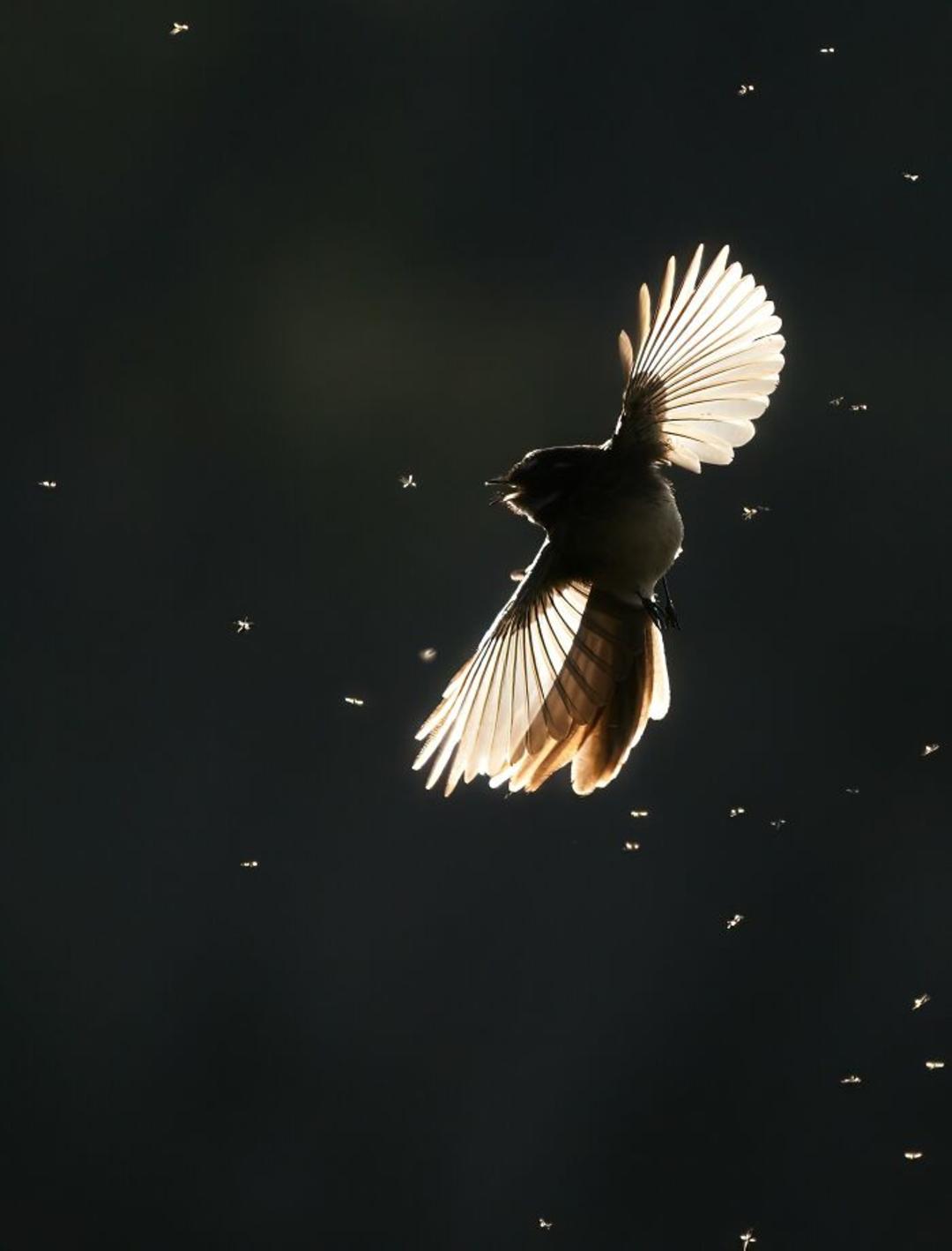 برندگان مسابقه عکاسی Birdlife استرالیا سال ۲۰۲۲