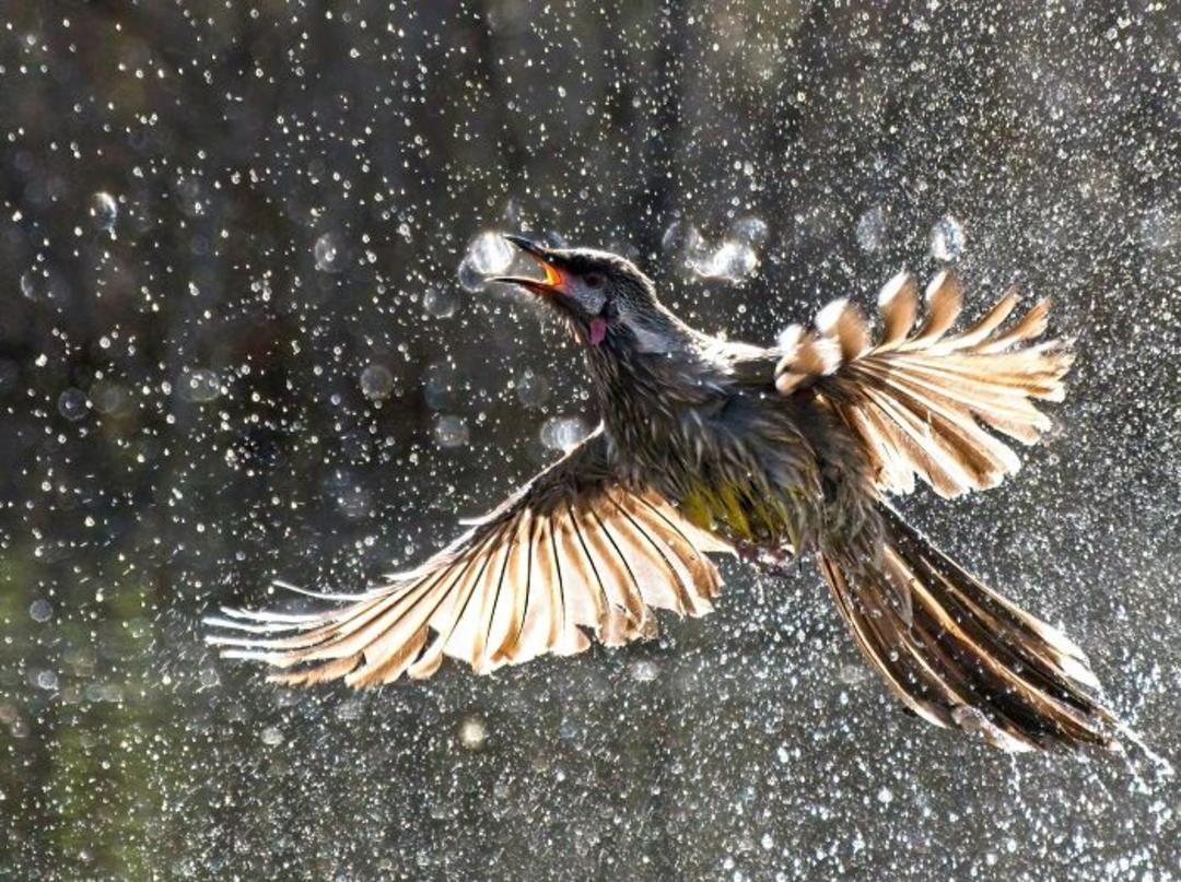 برندگان مسابقه عکاسی Birdlife استرالیا سال ۲۰۲۲