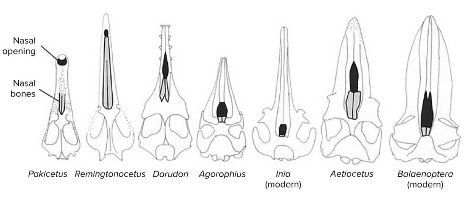 روند تکامل سوراخ تنفسی در نهنگان / nasal opening