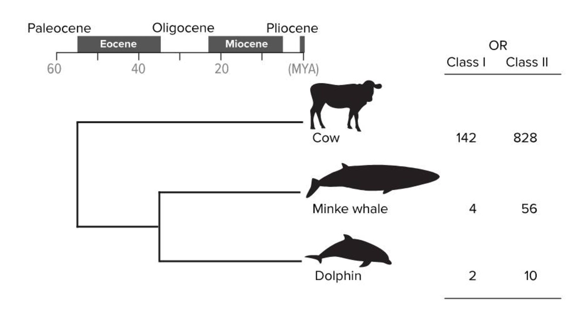میزان تغییر ژن های گیرنده بویایی / olfactory receptor genes