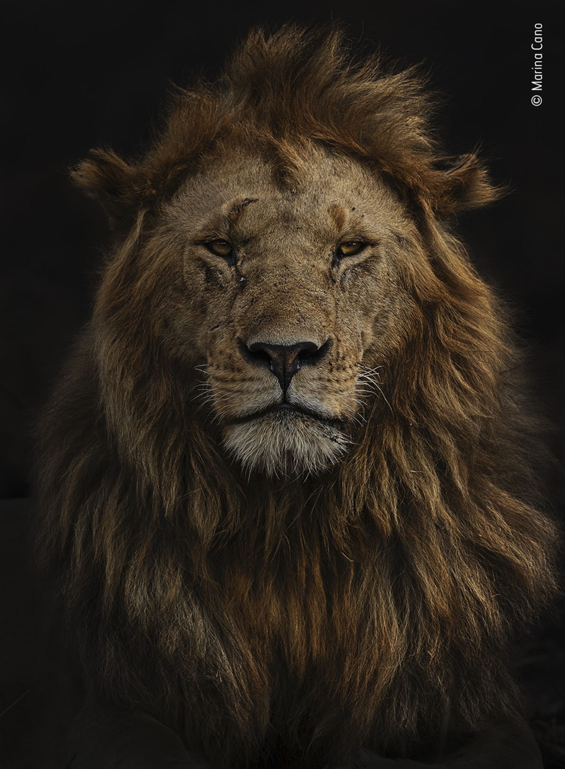 فینالیست‌های برگزیده مردمی مسابقه عکاس حیات وحش ۲۰۲۲