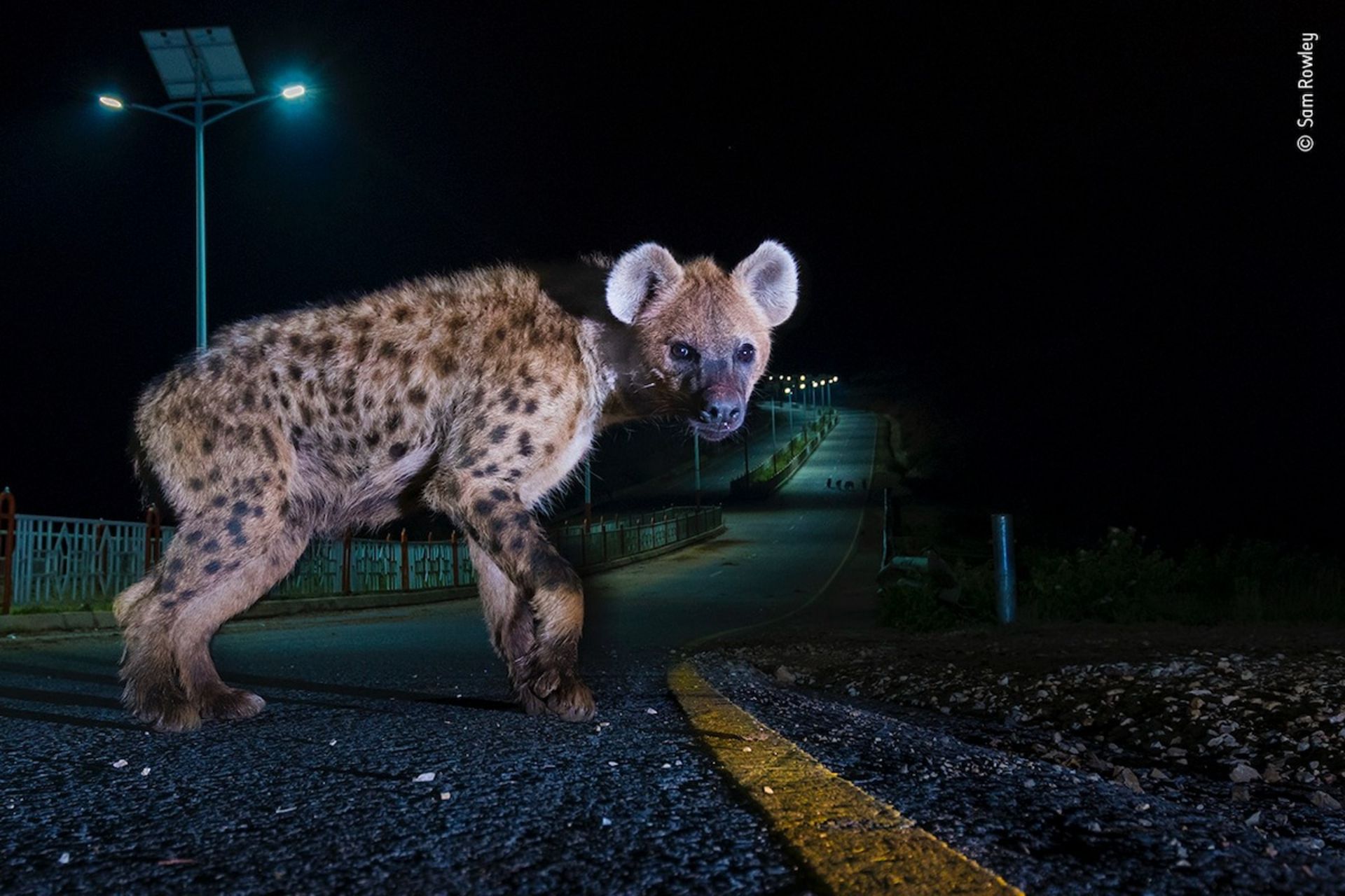 فینالیست‌های برگزیده مردمی مسابقه عکاس حیات وحش ۲۰۲۲