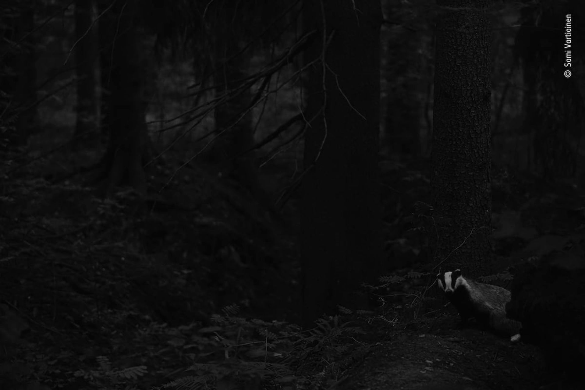 فینالیست‌های برگزیده مردمی مسابقه عکاس حیات وحش ۲۰۲۲