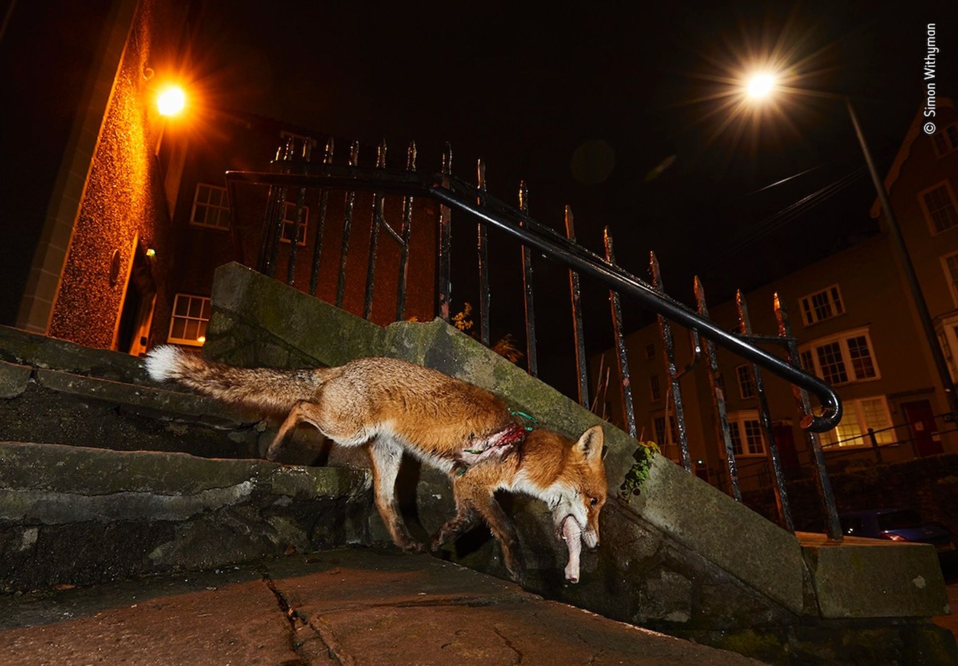 فینالیست‌های برگزیده مردمی مسابقه عکاس حیات وحش ۲۰۲۲