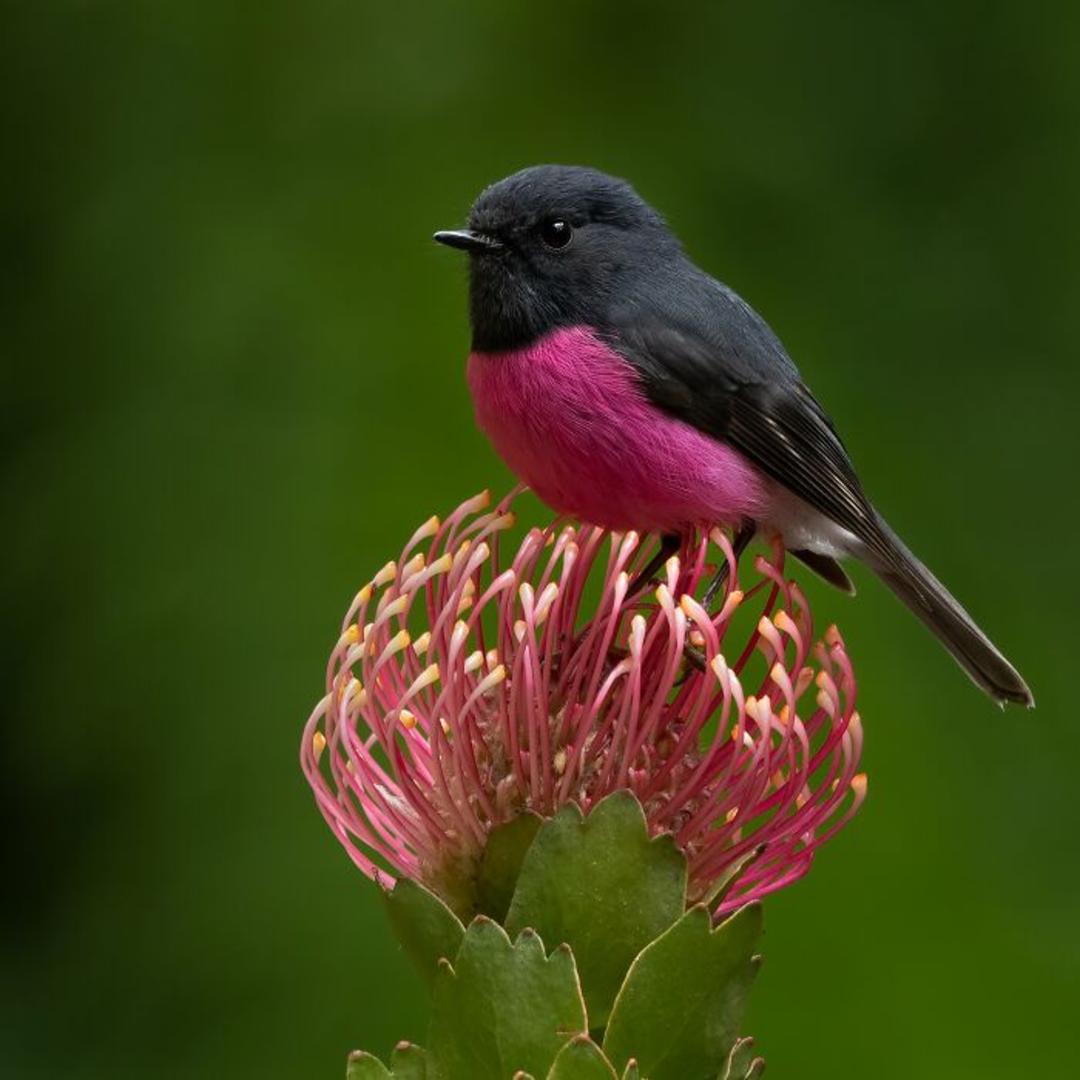 برندگان مسابقه عکاسی Birdlife استرالیا سال ۲۰۲۲