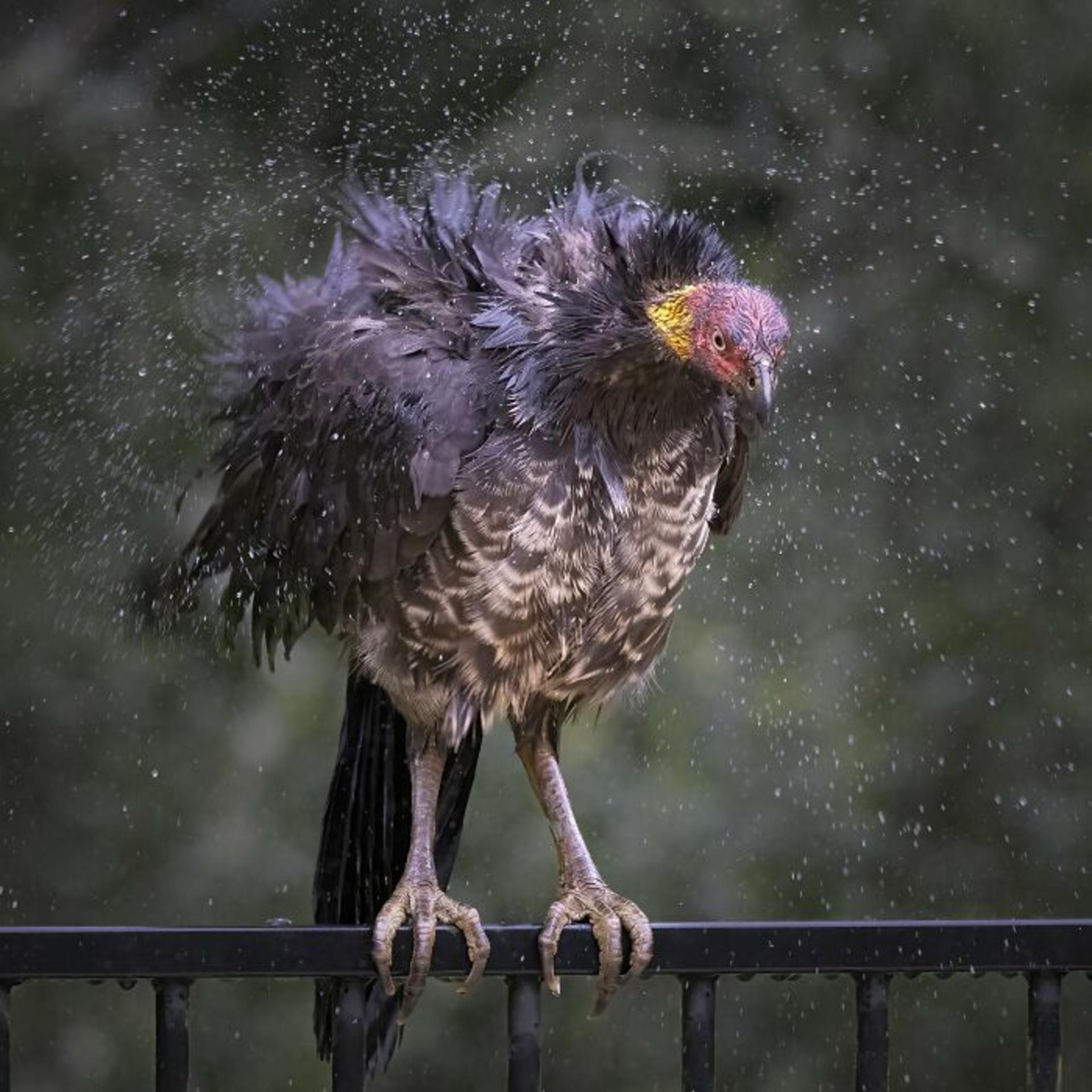 برندگان مسابقه عکاسی Birdlife استرالیا سال ۲۰۲۲