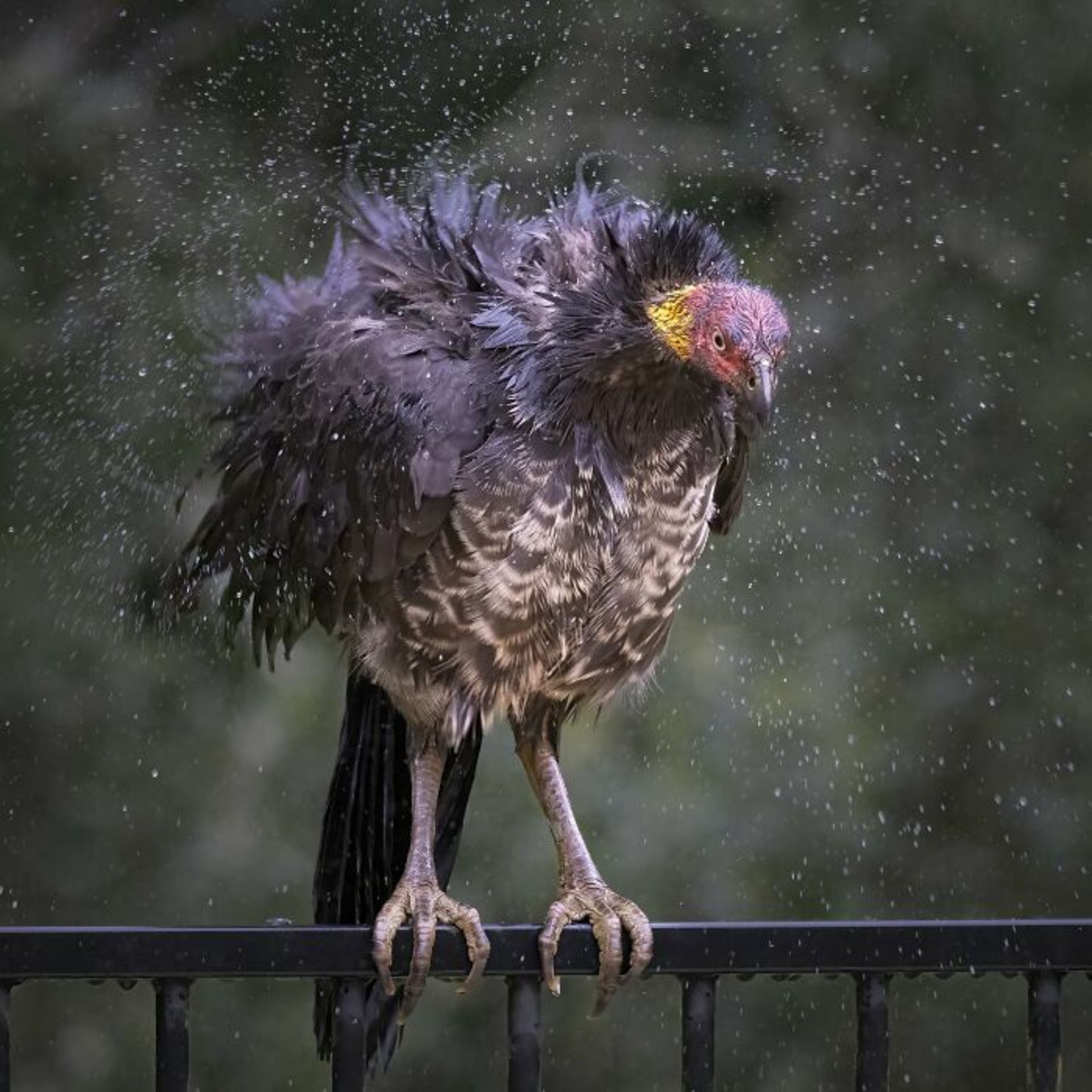 برندگان مسابقه عکاسی Birdlife استرالیا سال ۲۰۲۲