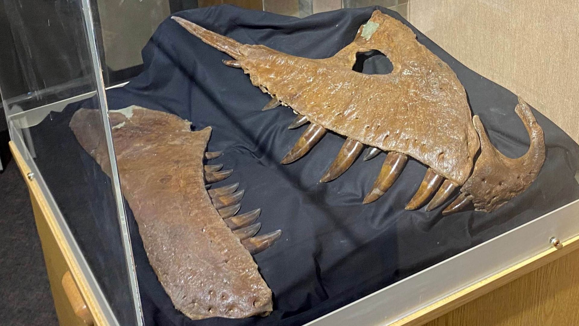 جمجمه تیرانوسور جدید