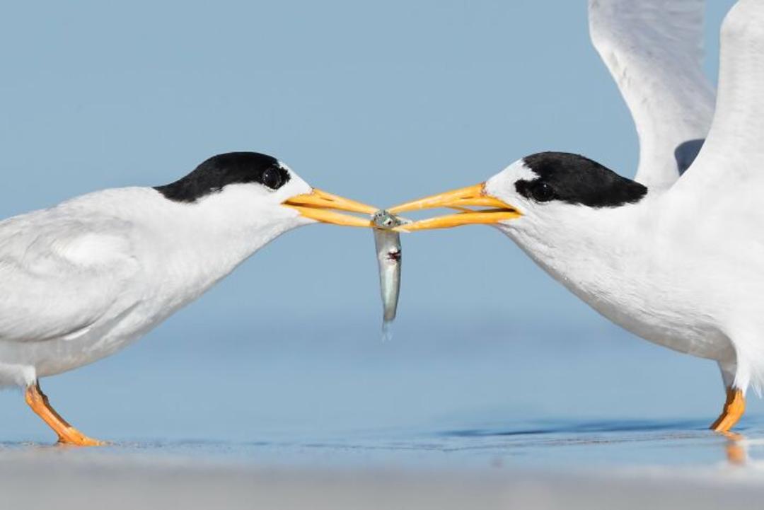 برندگان مسابقه عکاسی Birdlife استرالیا سال ۲۰۲۲