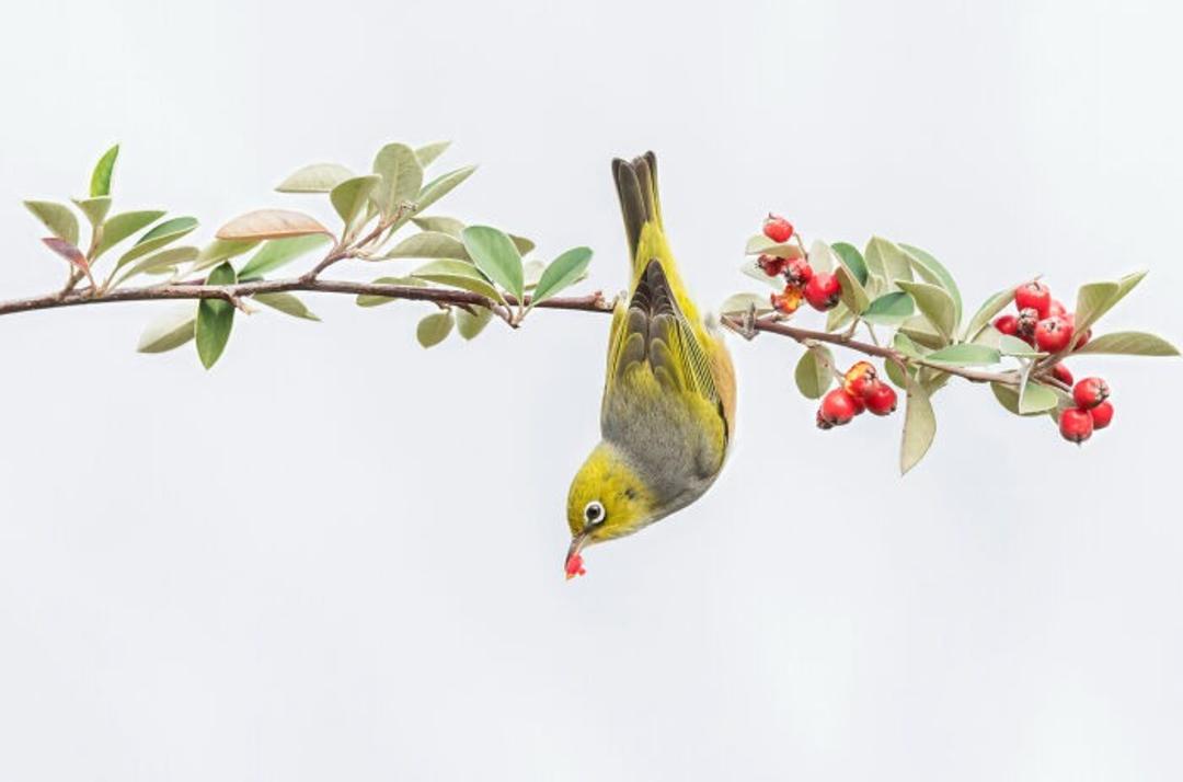 برندگان مسابقه عکاسی Birdlife استرالیا سال ۲۰۲۲
