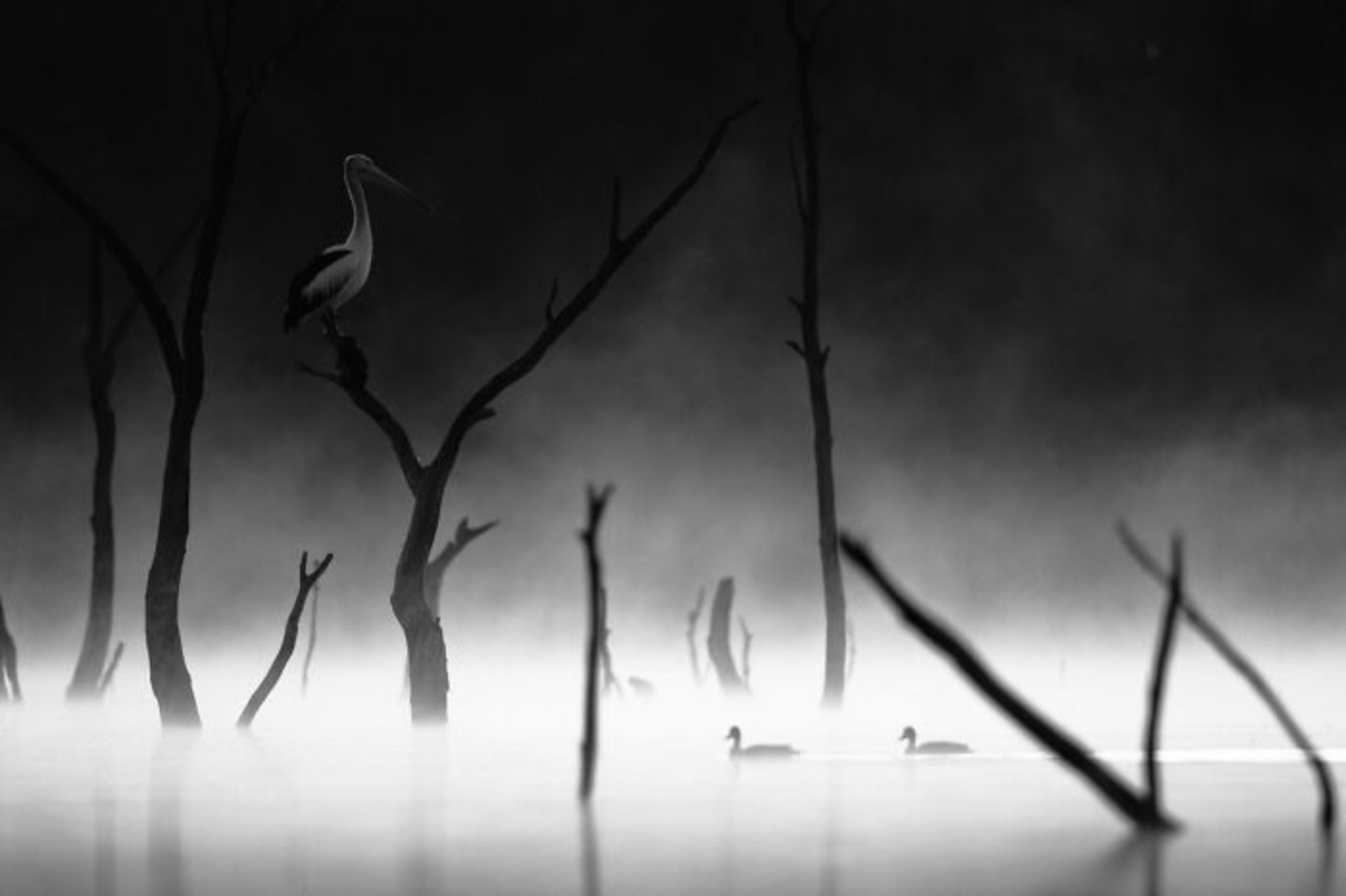 برندگان مسابقه عکاسی Birdlife استرالیا سال ۲۰۲۲