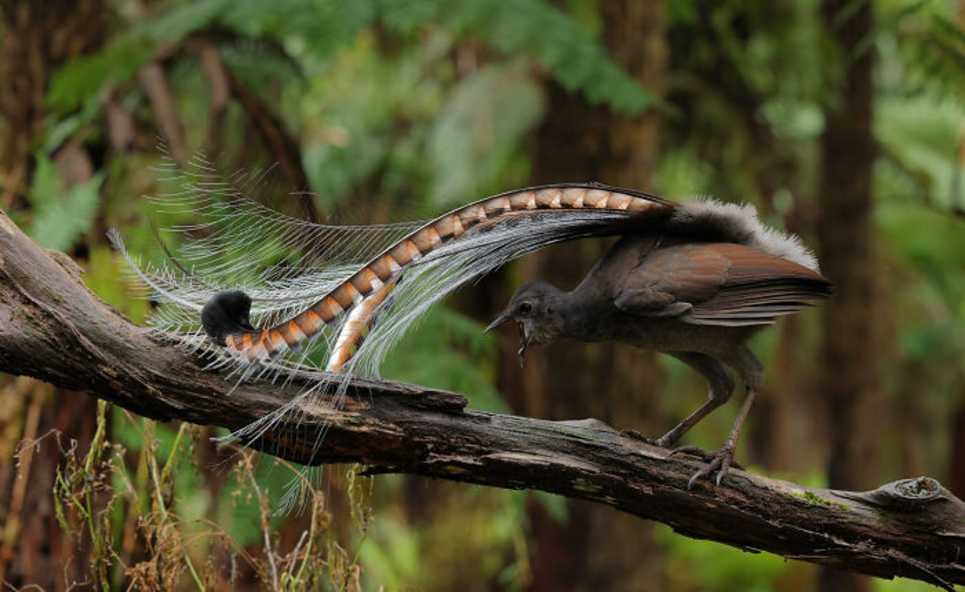 برندگان مسابقه عکاسی Birdlife استرالیا سال ۲۰۲۲