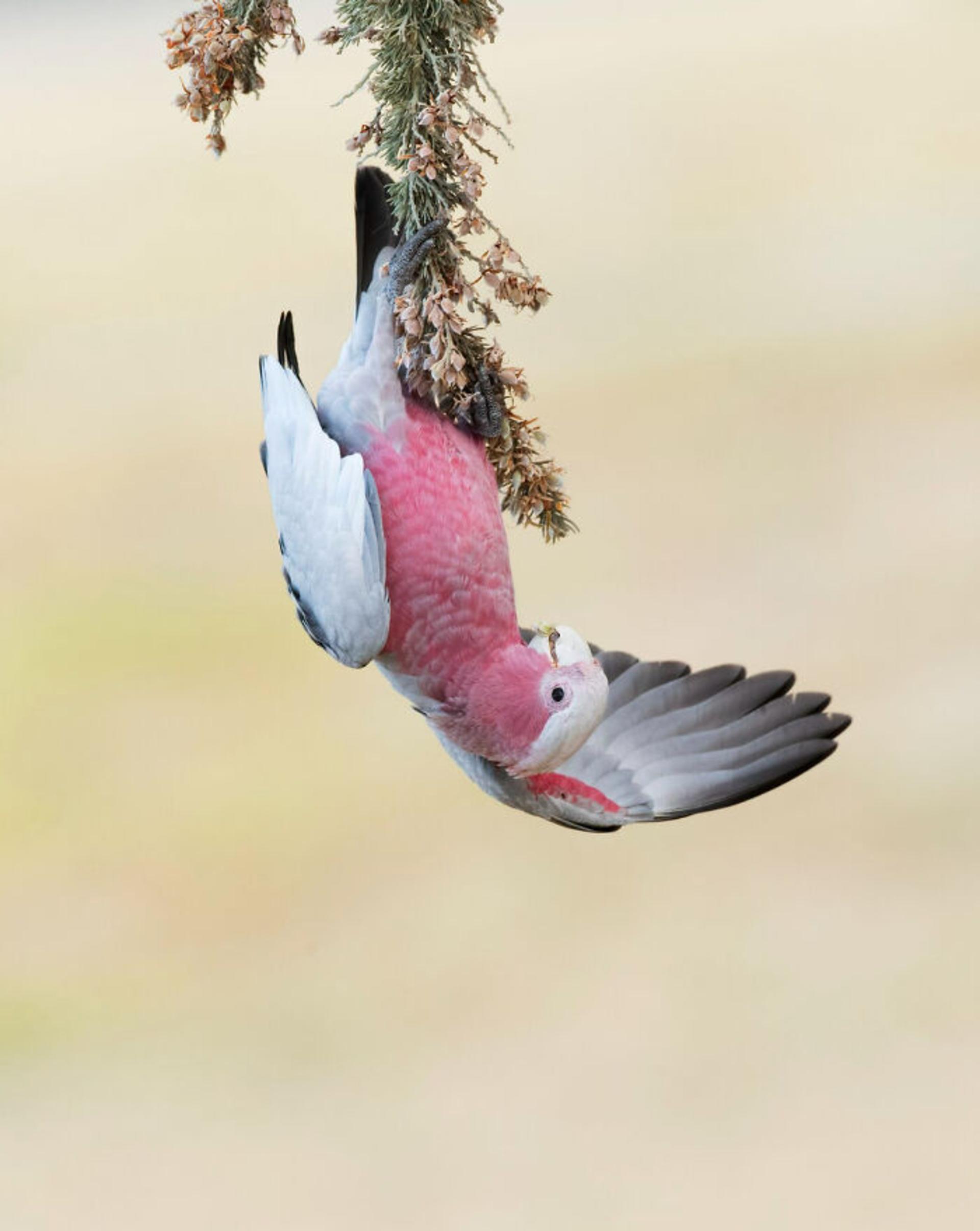برندگان مسابقه عکاسی Birdlife استرالیا سال ۲۰۲۲
