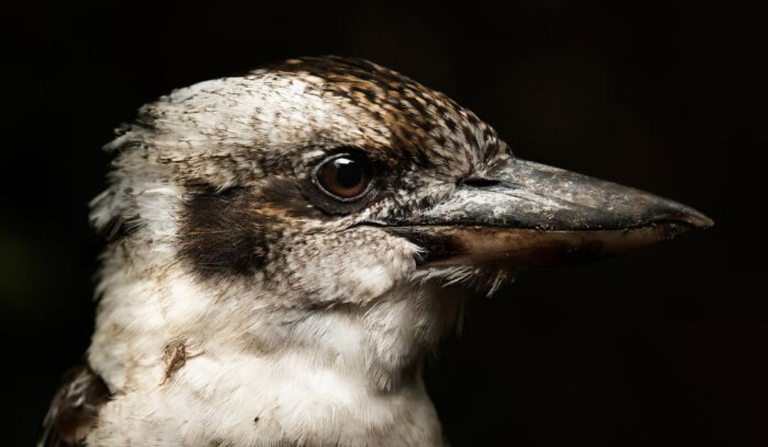 برندگان مسابقه عکاسی Birdlife استرالیا سال ۲۰۲۲