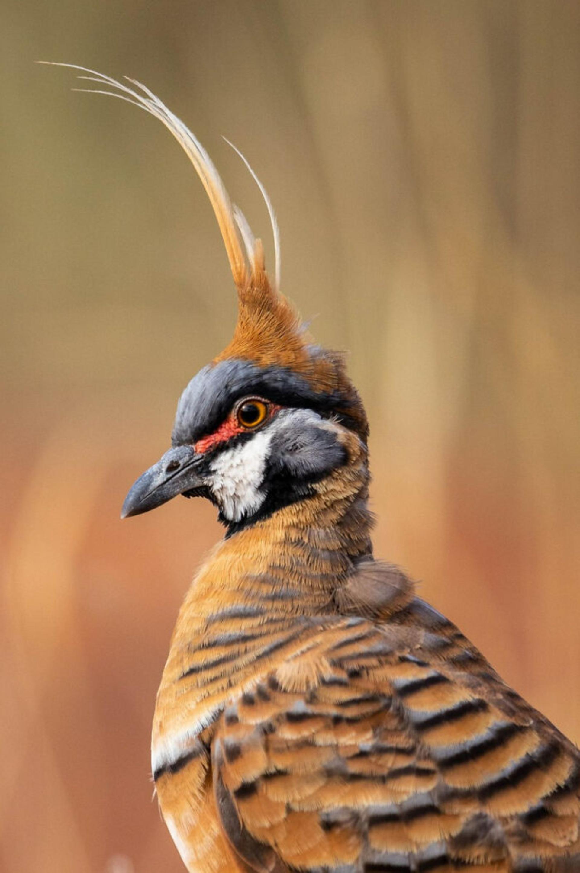 برندگان مسابقه عکاسی Birdlife استرالیا سال ۲۰۲۲
