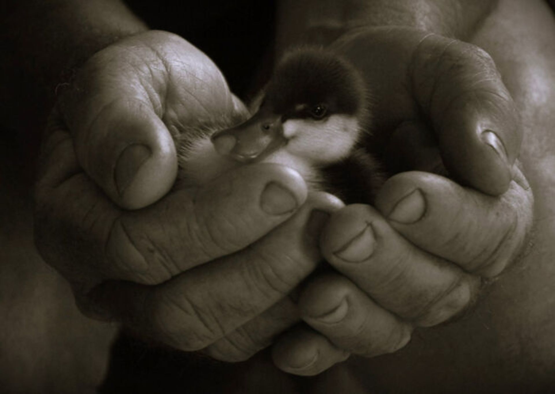 برندگان مسابقه عکاسی Birdlife استرالیا سال ۲۰۲۲