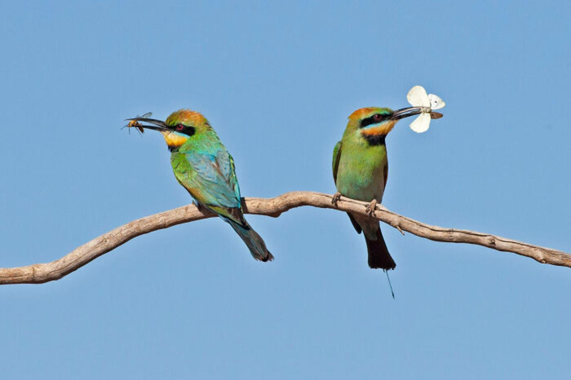 برندگان مسابقه عکاسی Birdlife استرالیا سال ۲۰۲۲