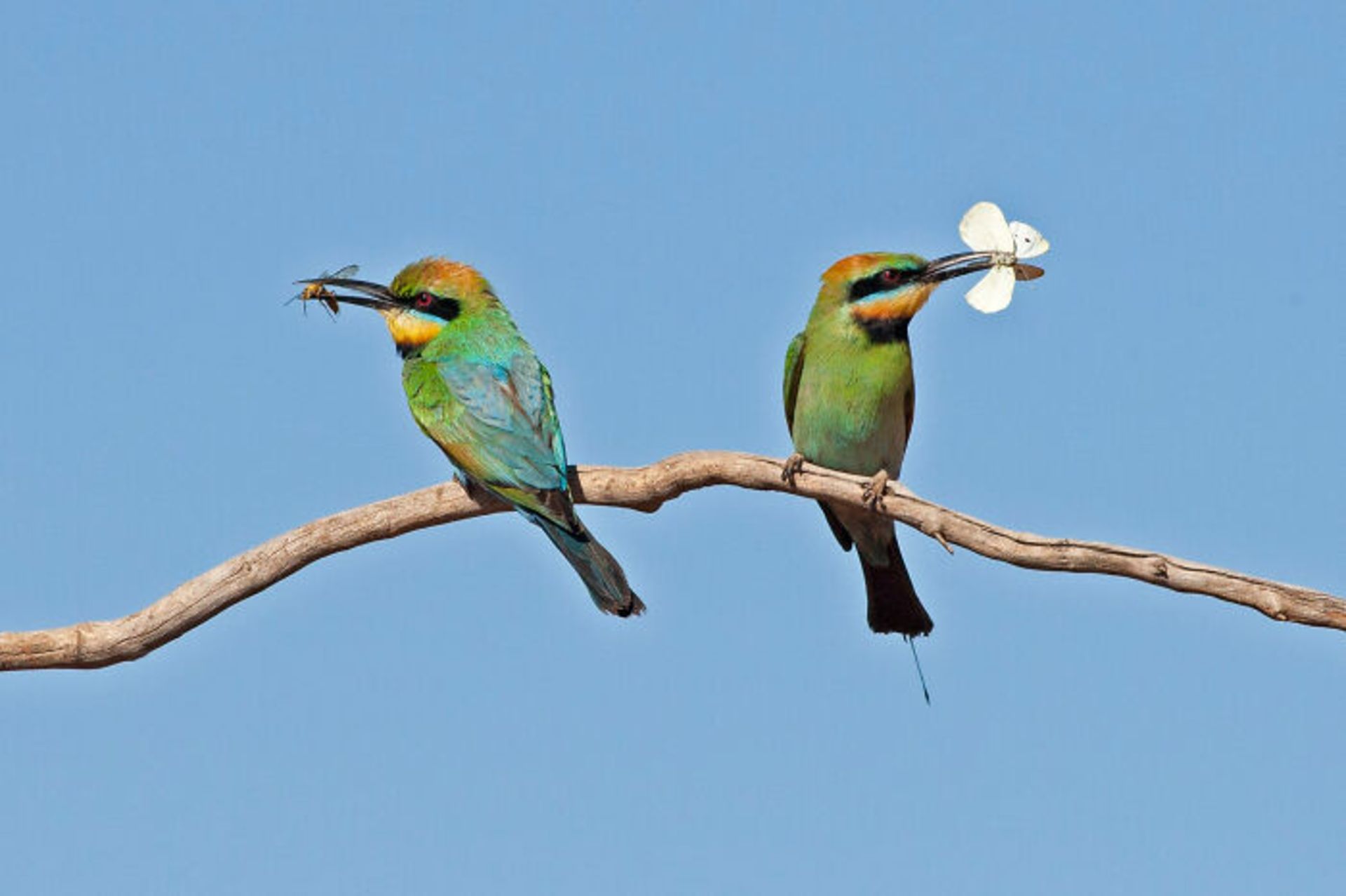 برندگان مسابقه عکاسی Birdlife استرالیا سال ۲۰۲۲