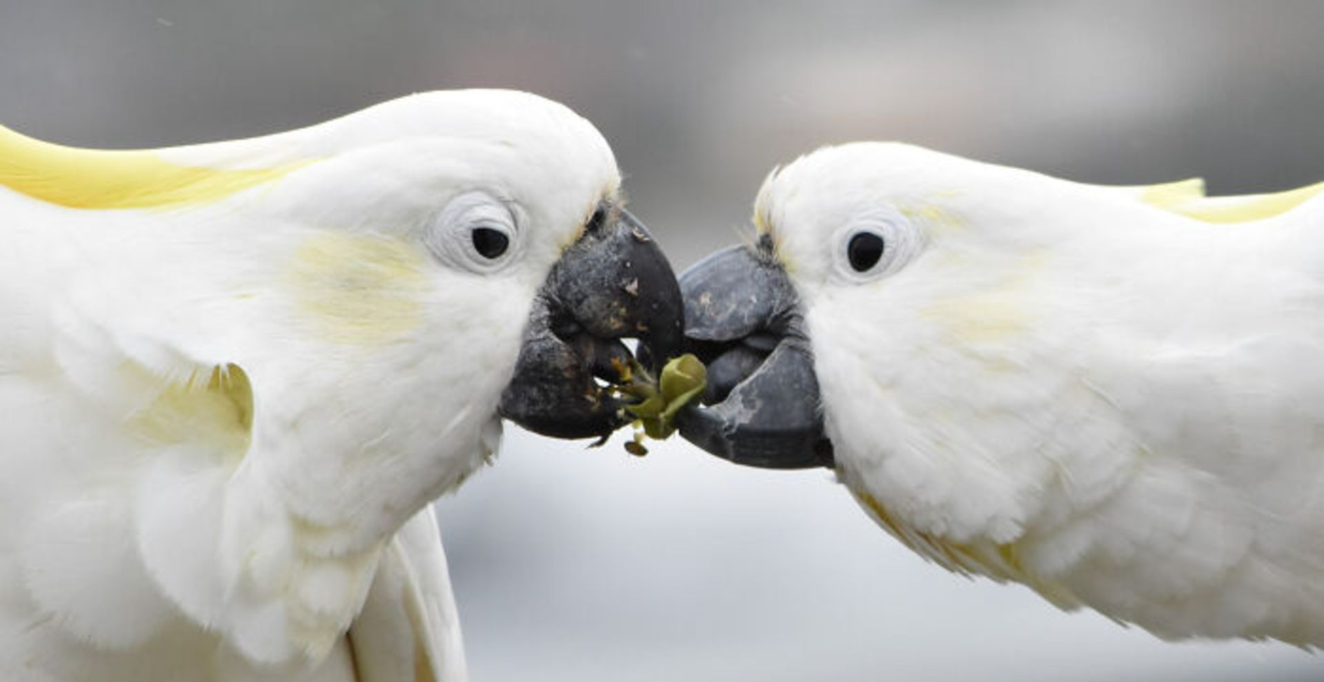 برندگان مسابقه عکاسی Birdlife استرالیا سال ۲۰۲۲
