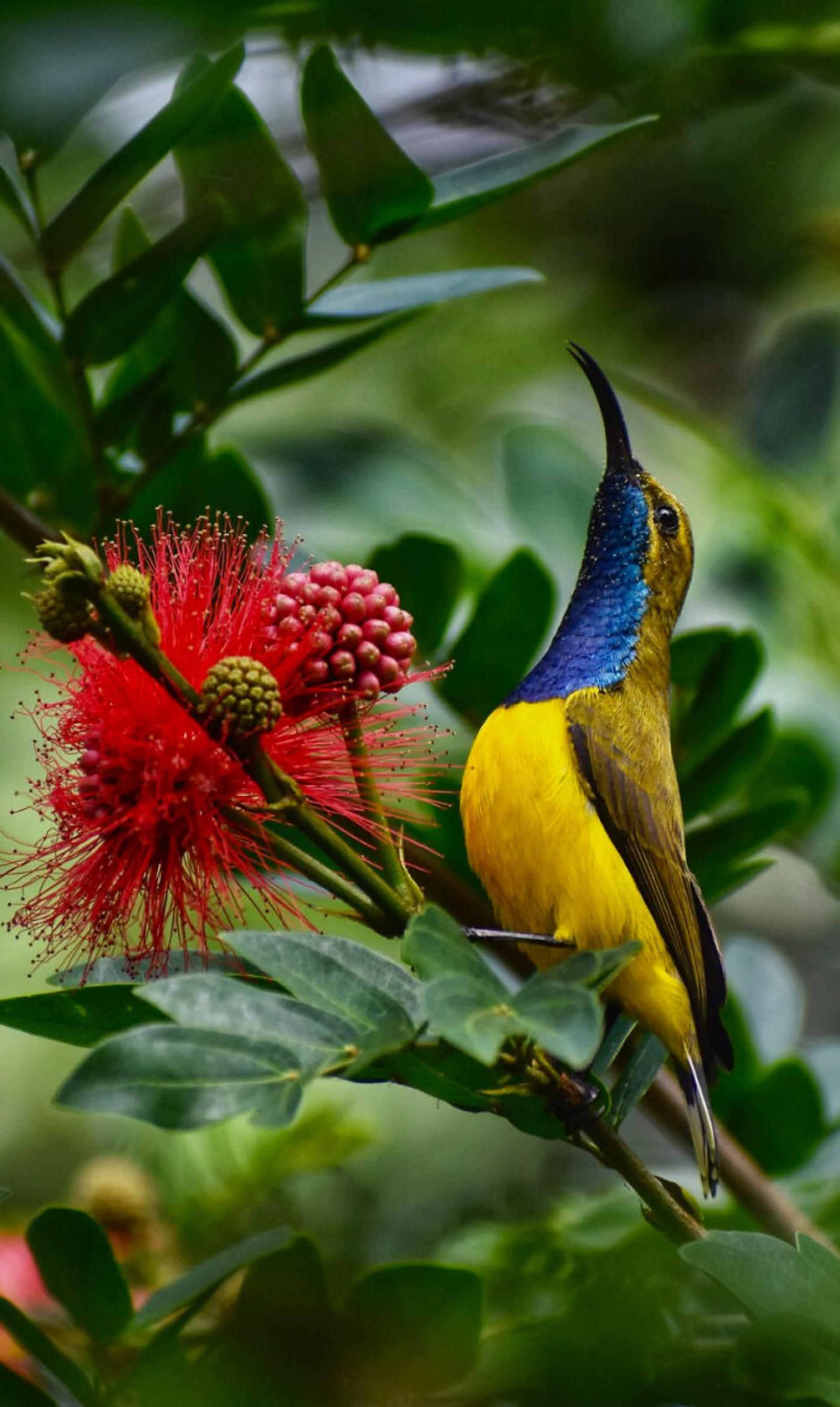 برندگان مسابقه عکاسی Birdlife استرالیا سال ۲۰۲۲