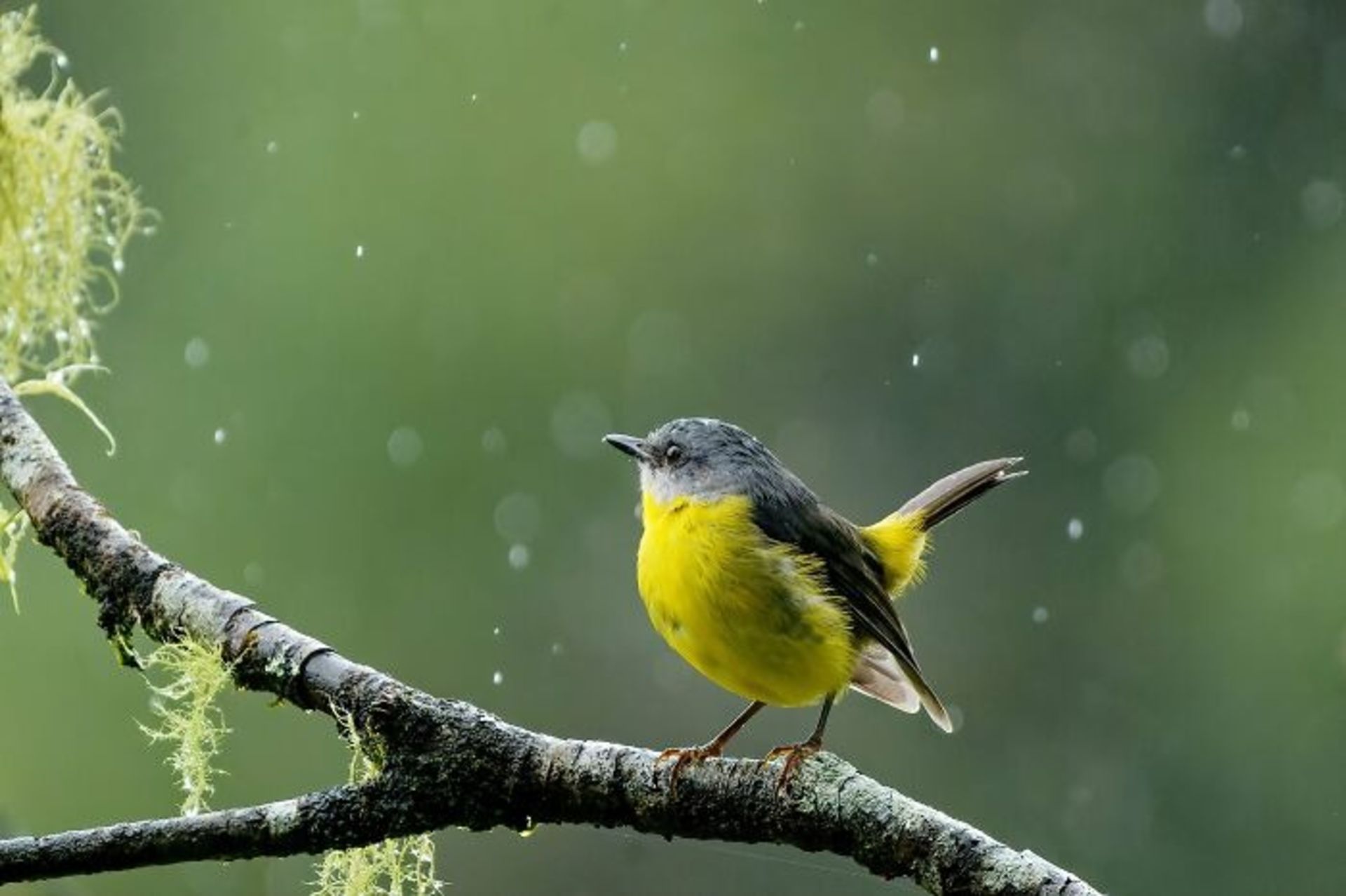 برندگان مسابقه عکاسی Birdlife استرالیا سال ۲۰۲۲