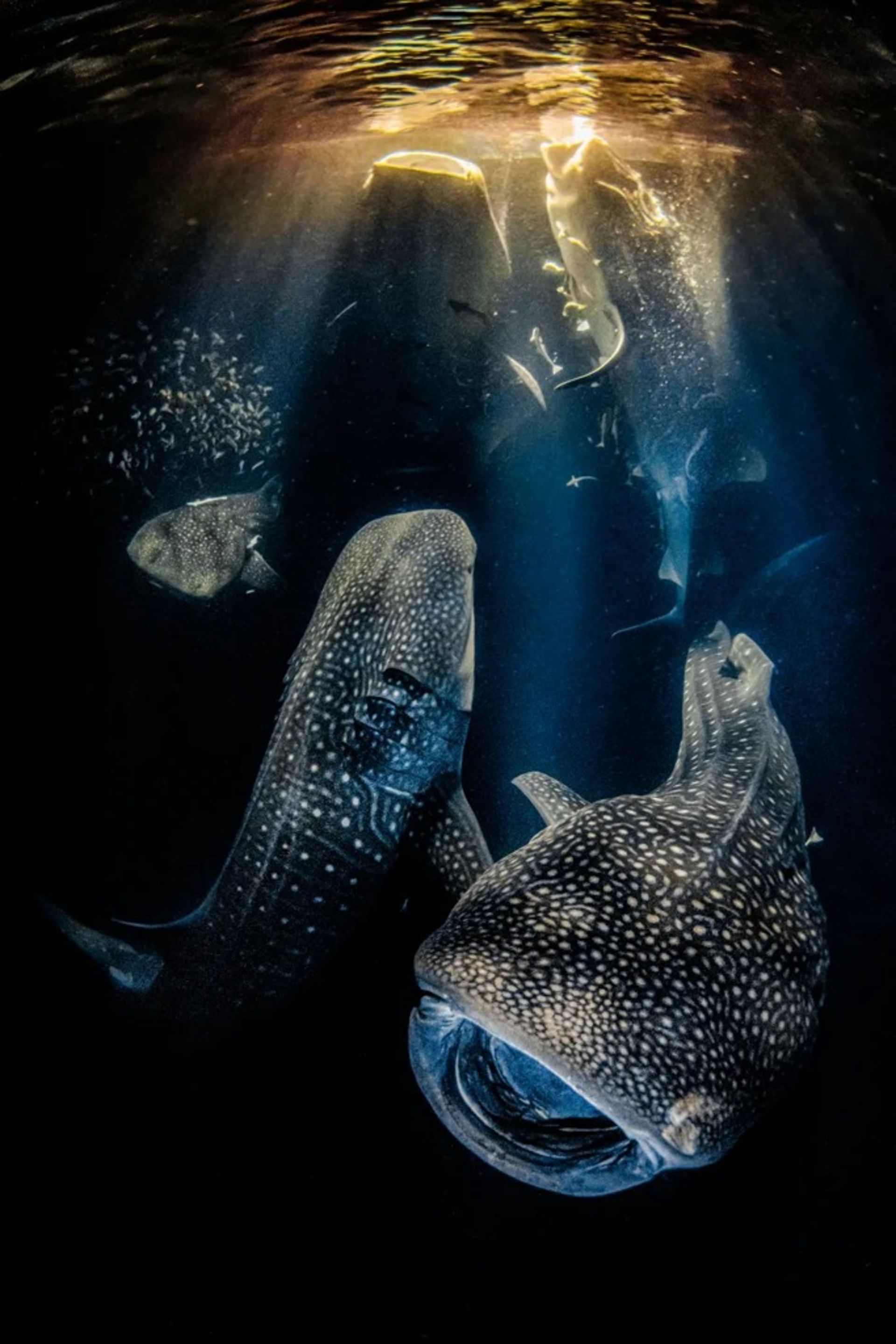 مسابقه سالانه عکاس زیر آب سال