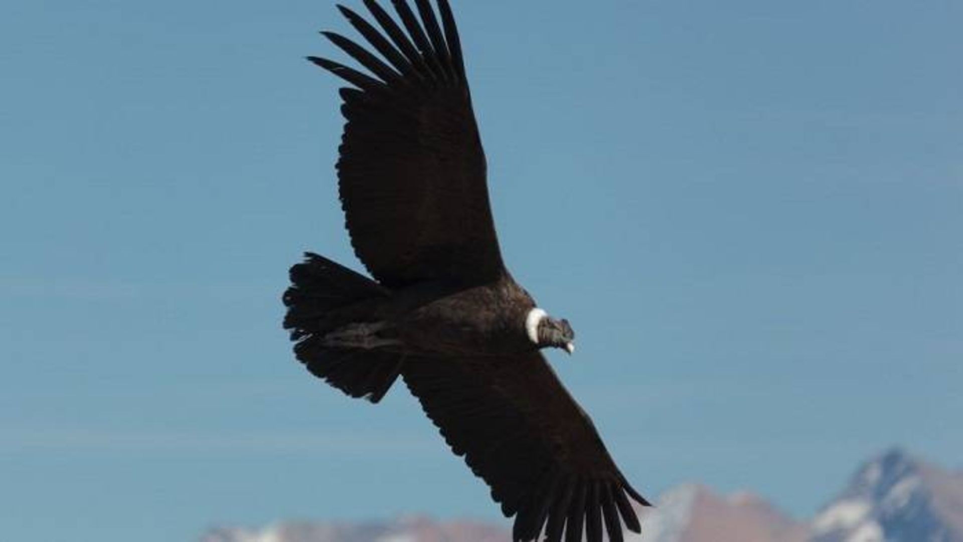 رخ‌کرکس آند / Andean condor