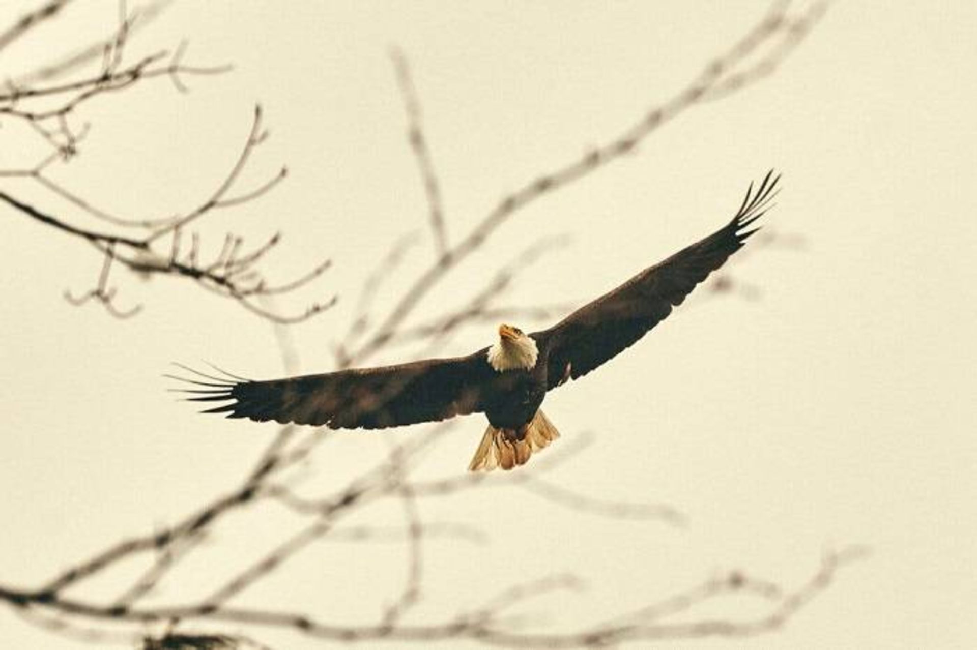 عقاب سر سفید در حال پرواز / bald eagle 