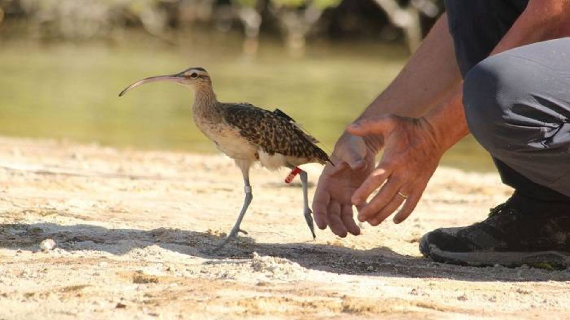 پرنده / bird