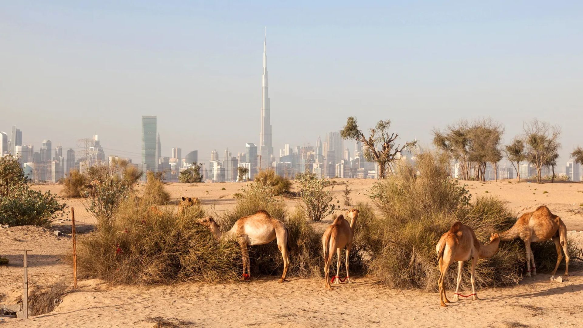شترها در بیابان های دبی