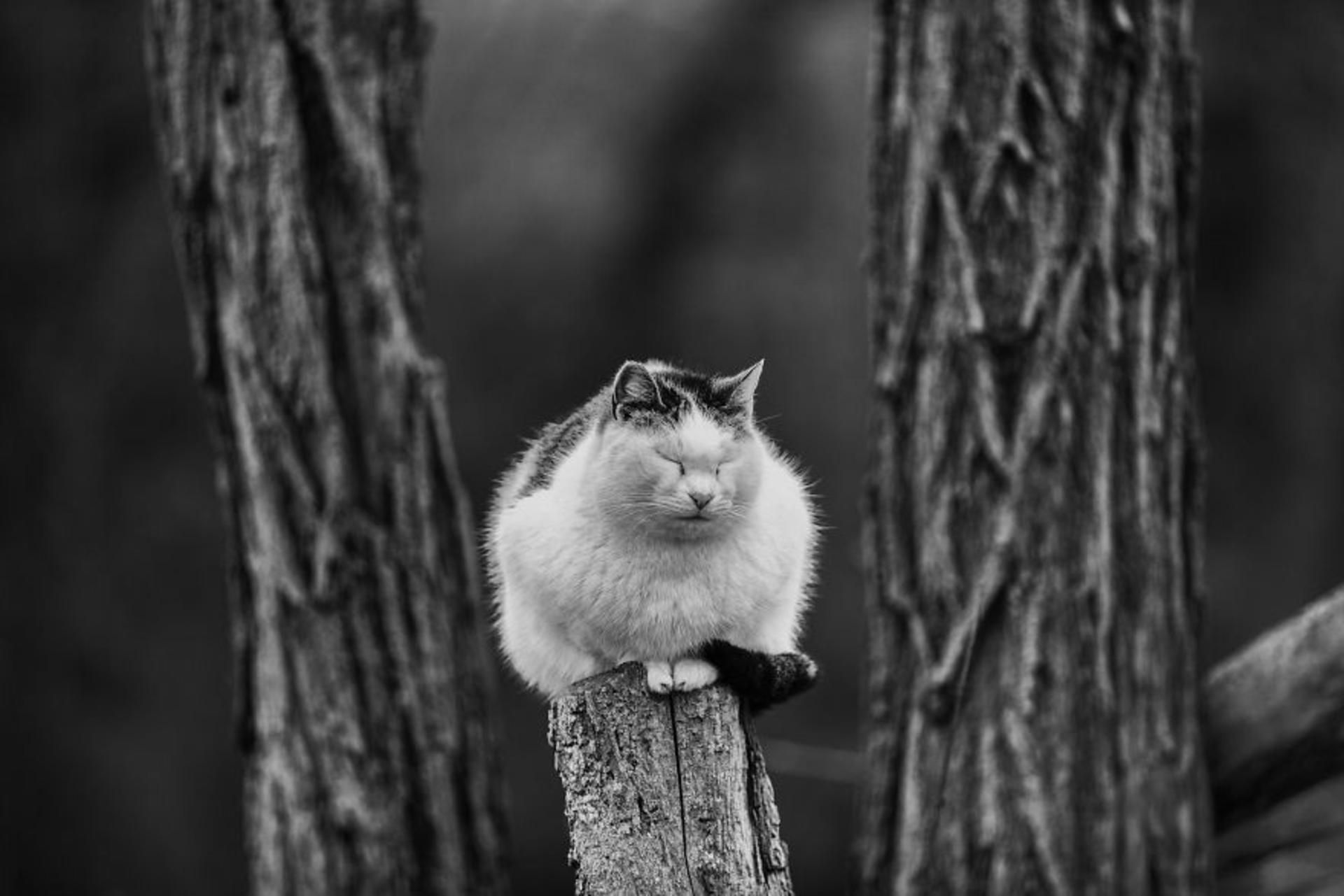 گربه ها/