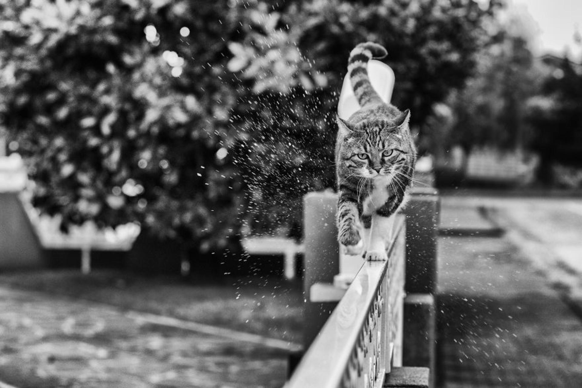 گربه ها/