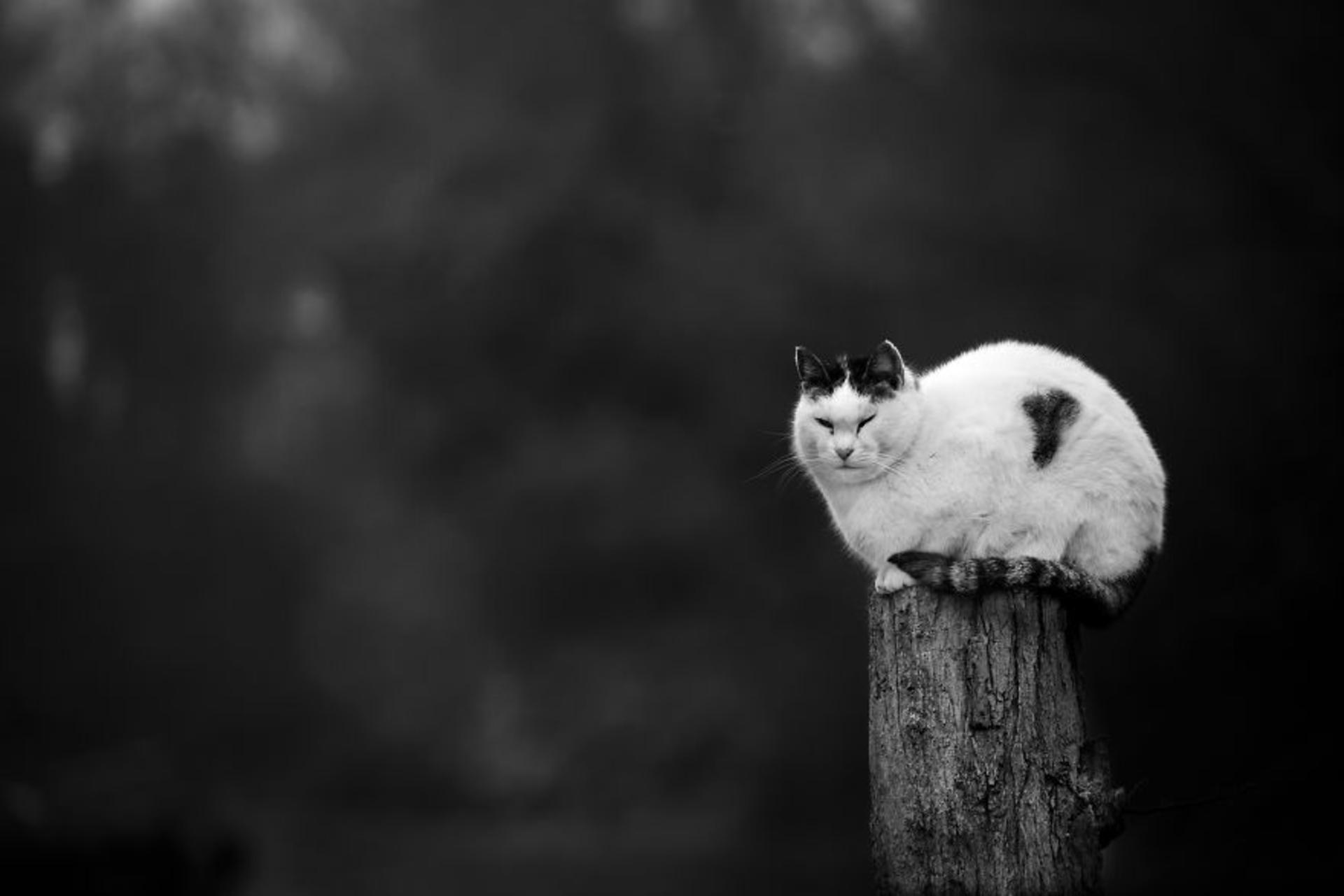 گربه‌ها/