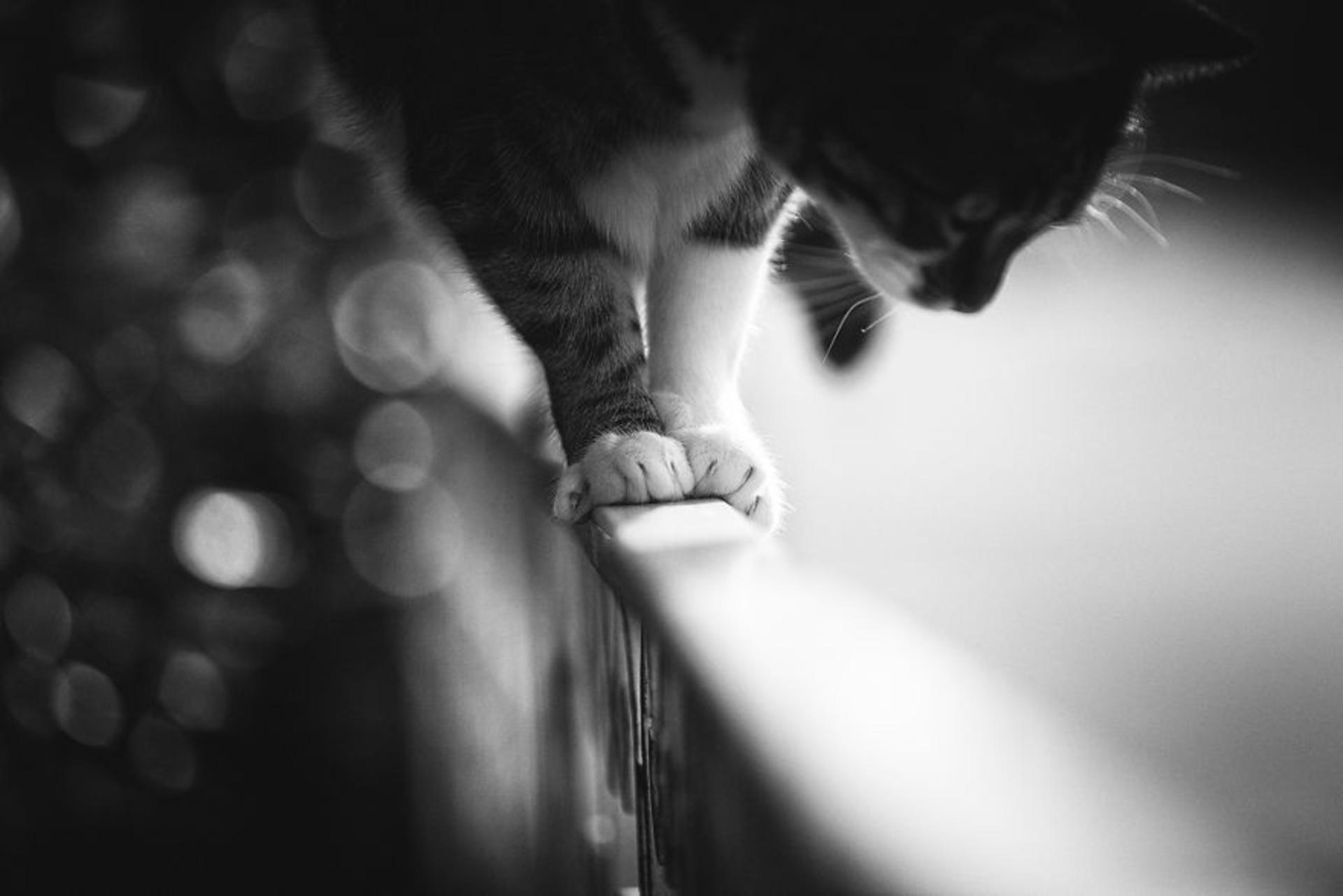 گربه ها/