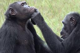 شامپانزه‌ها روی زخم یکدیگر مرهم می‌گذارند