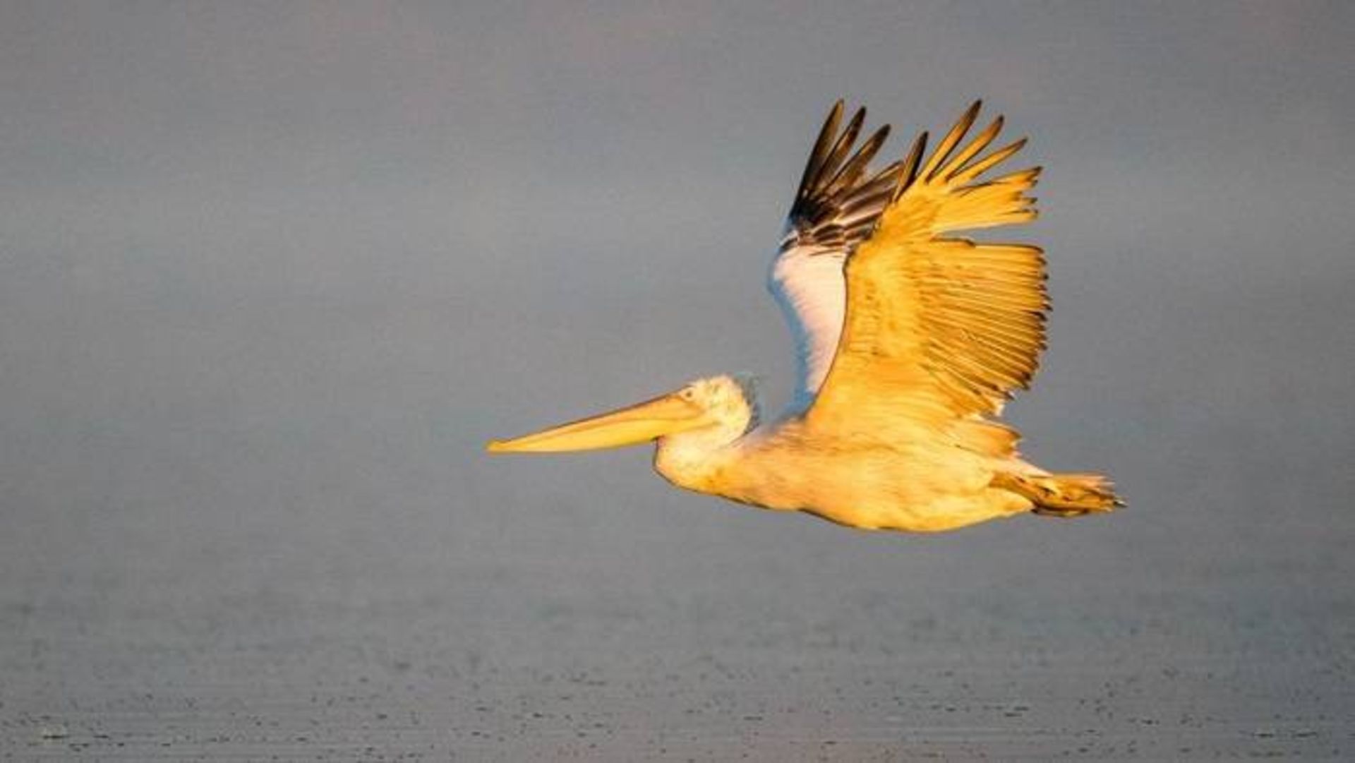 پلیکان خاکستری / Dalmatian pelican