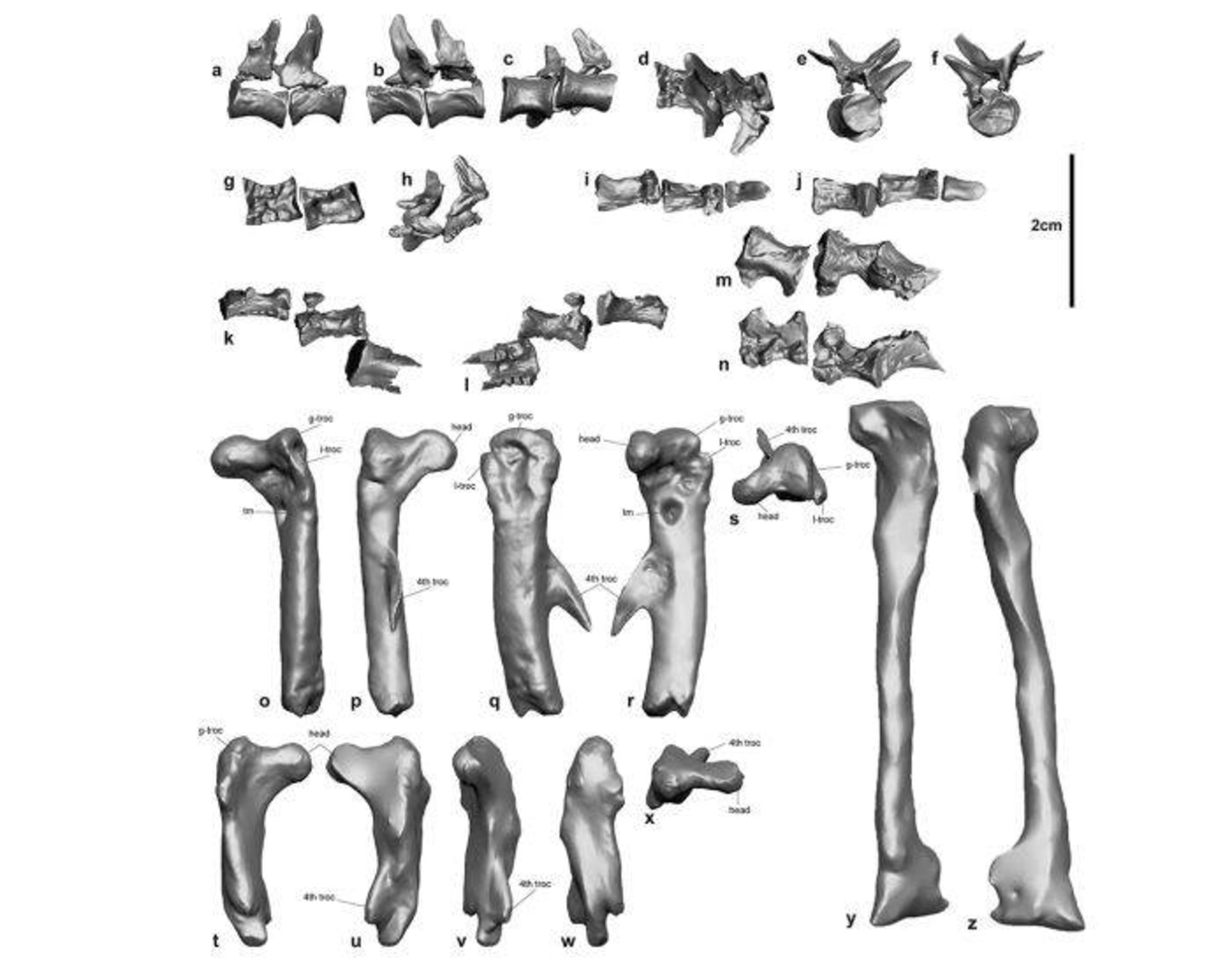 استخوان های پرنده پا درون شکم کروکودیل / ornithopod bones