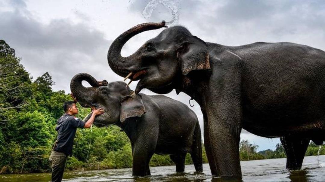 فیل / elephant