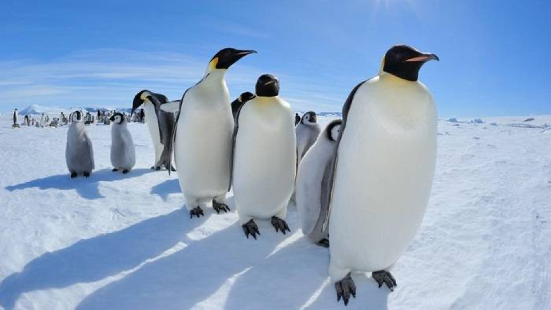 پنگوئن امپراتور / emperor penguins