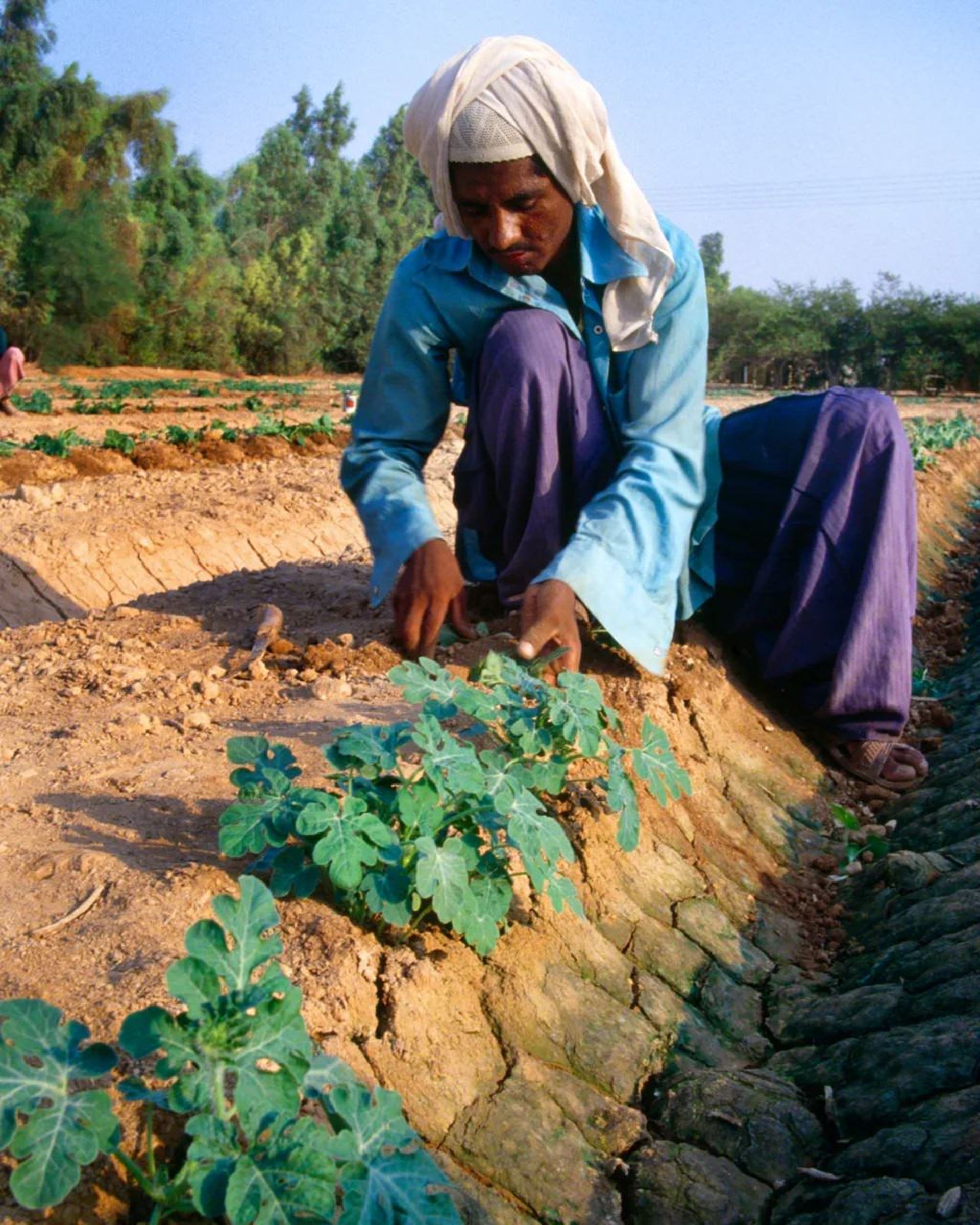 مرد عرب در حال کشاورزی 