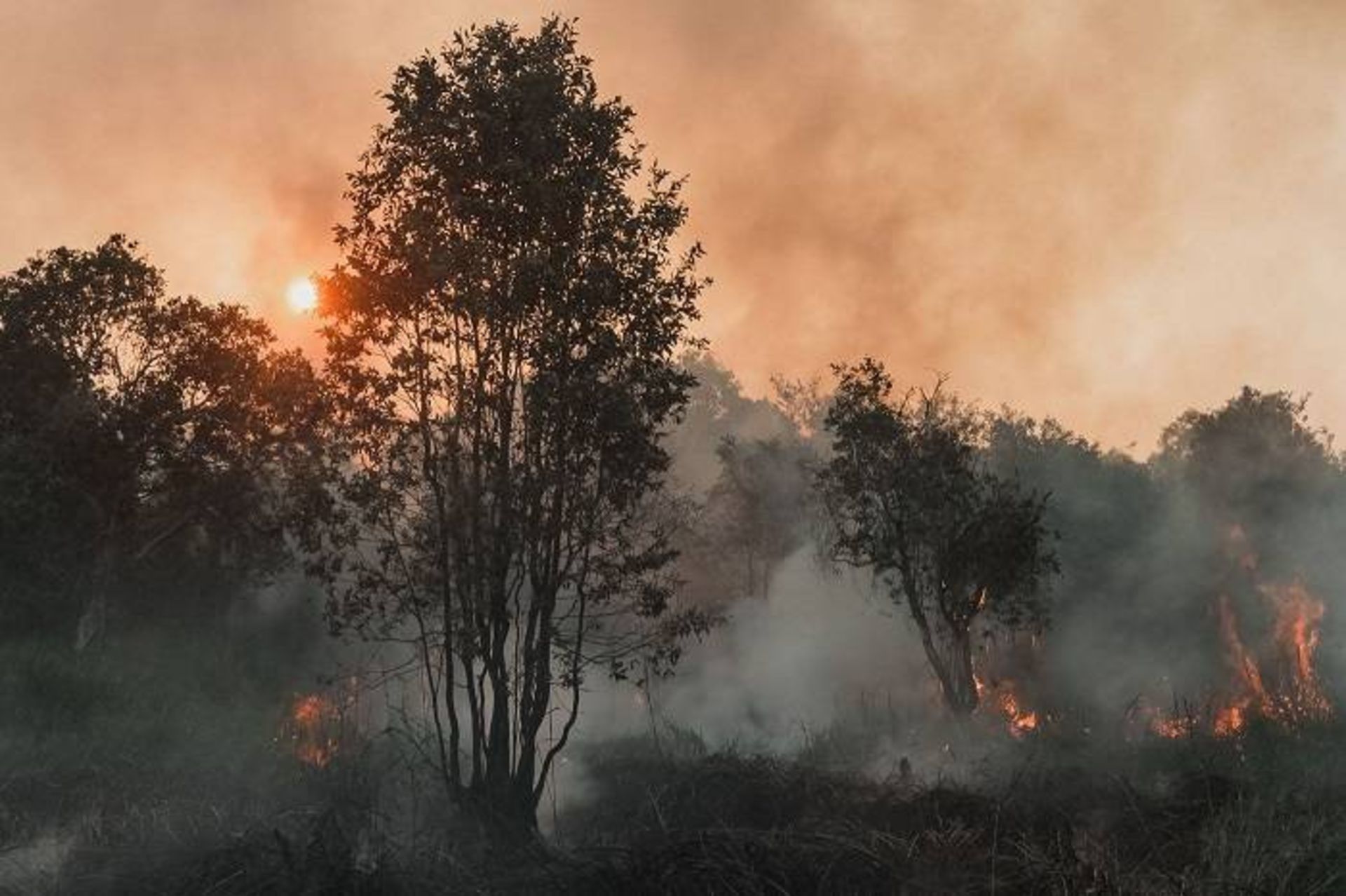خاموش کردن آتش سوزی جنگل سوماترا / extinguish forest fires 
