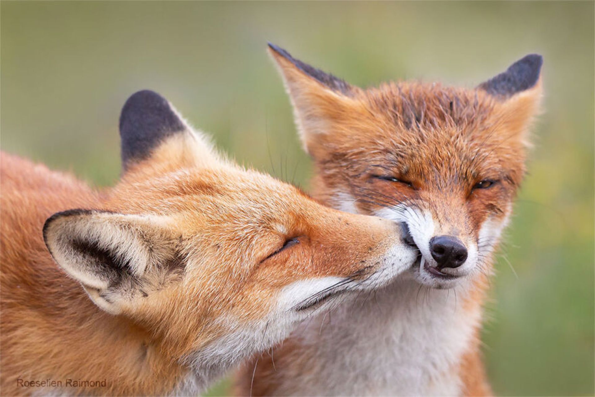 عشق در قلمروی روباه‌ها