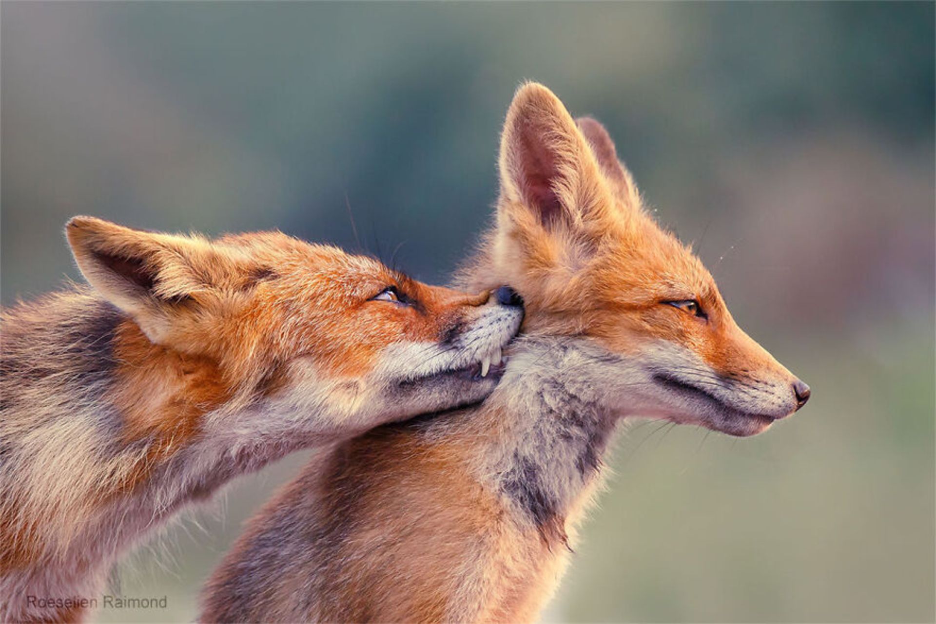 عشق در قلمروی روباه‌ها