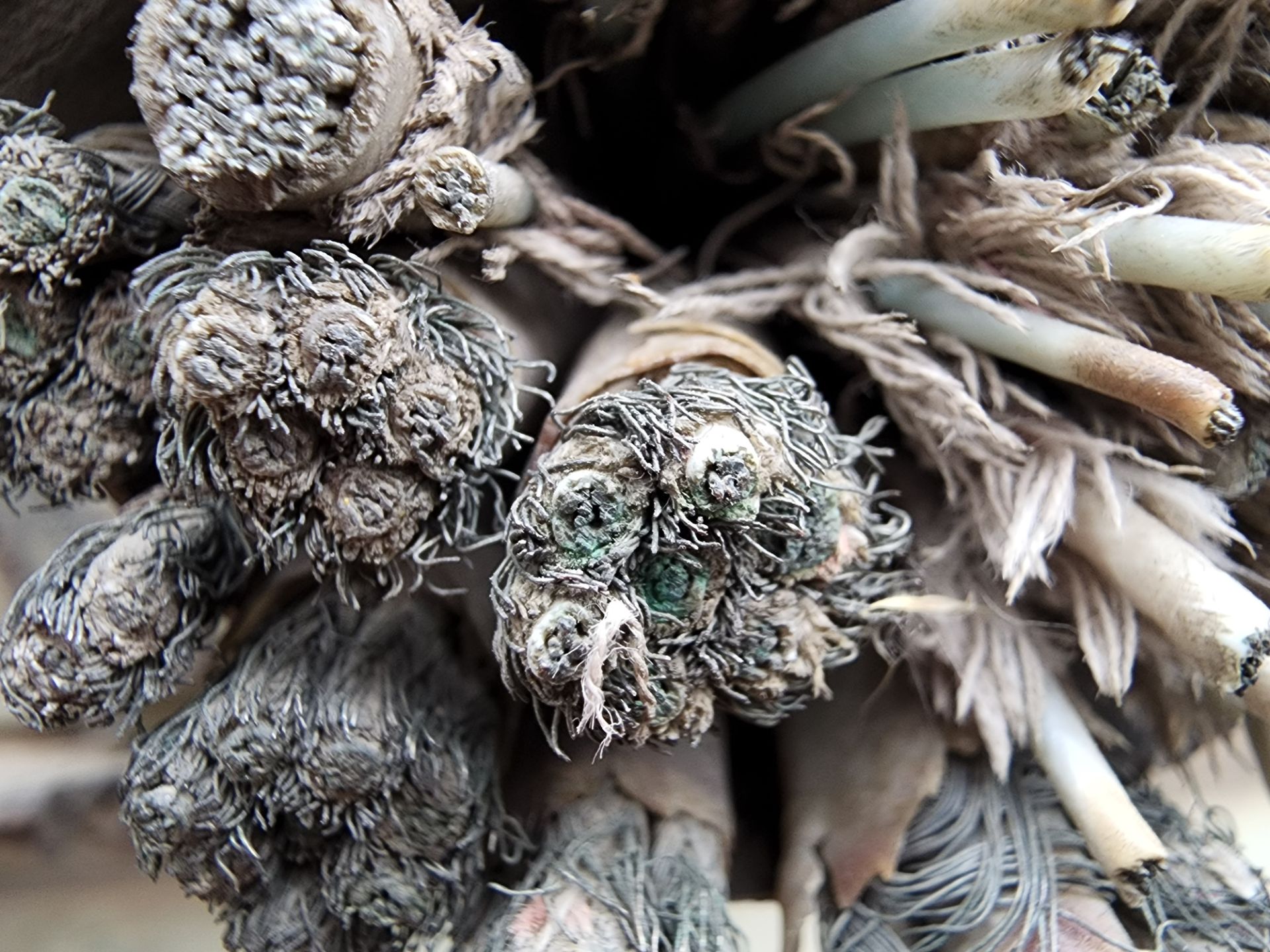 عکس ماکرو گلکسی اس ۲۲ اولترا - ۱